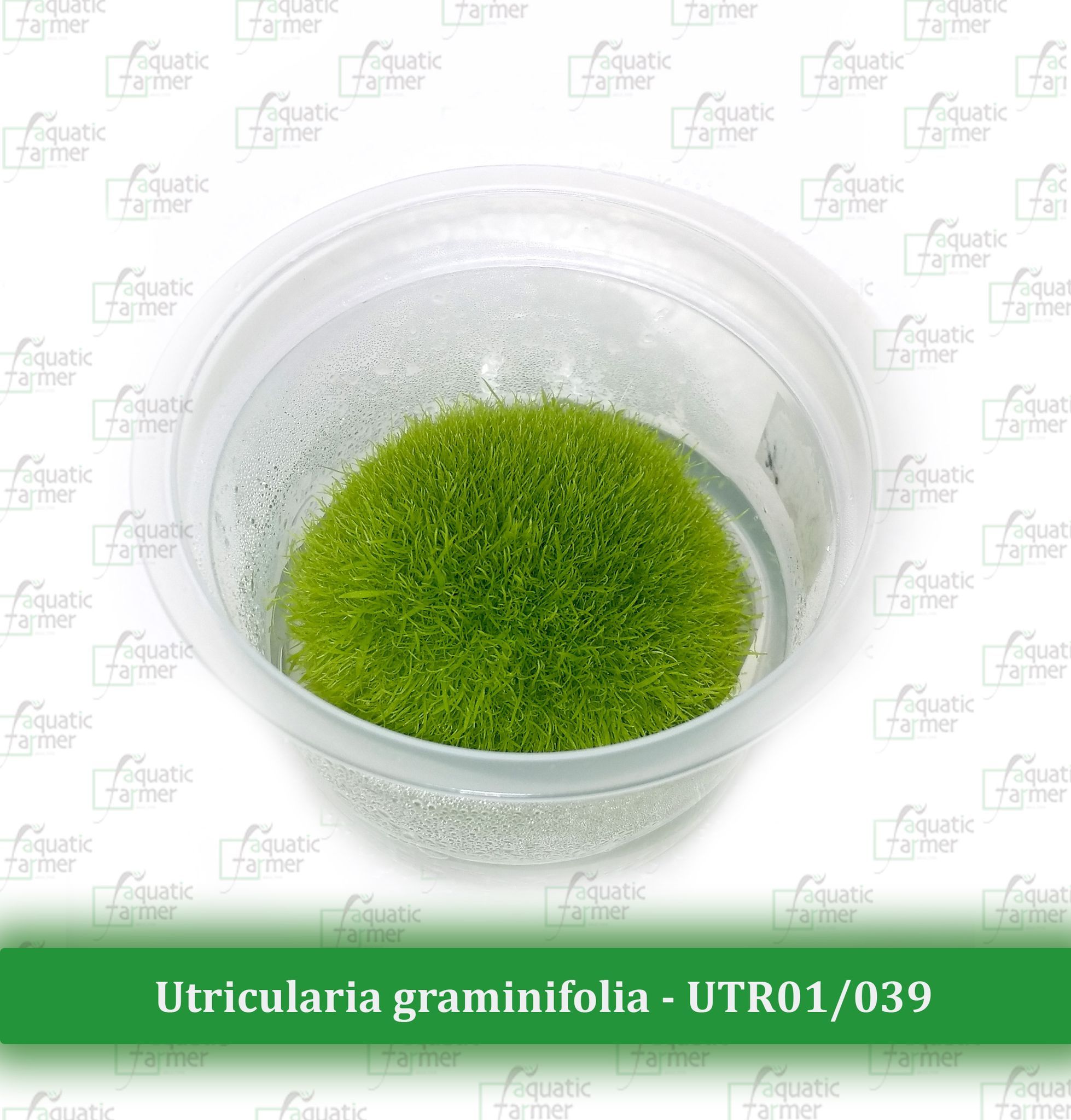 Aquatic Farmer - Utricularia Graminifolia TC (Tissue Culture Plants) Carpet plant