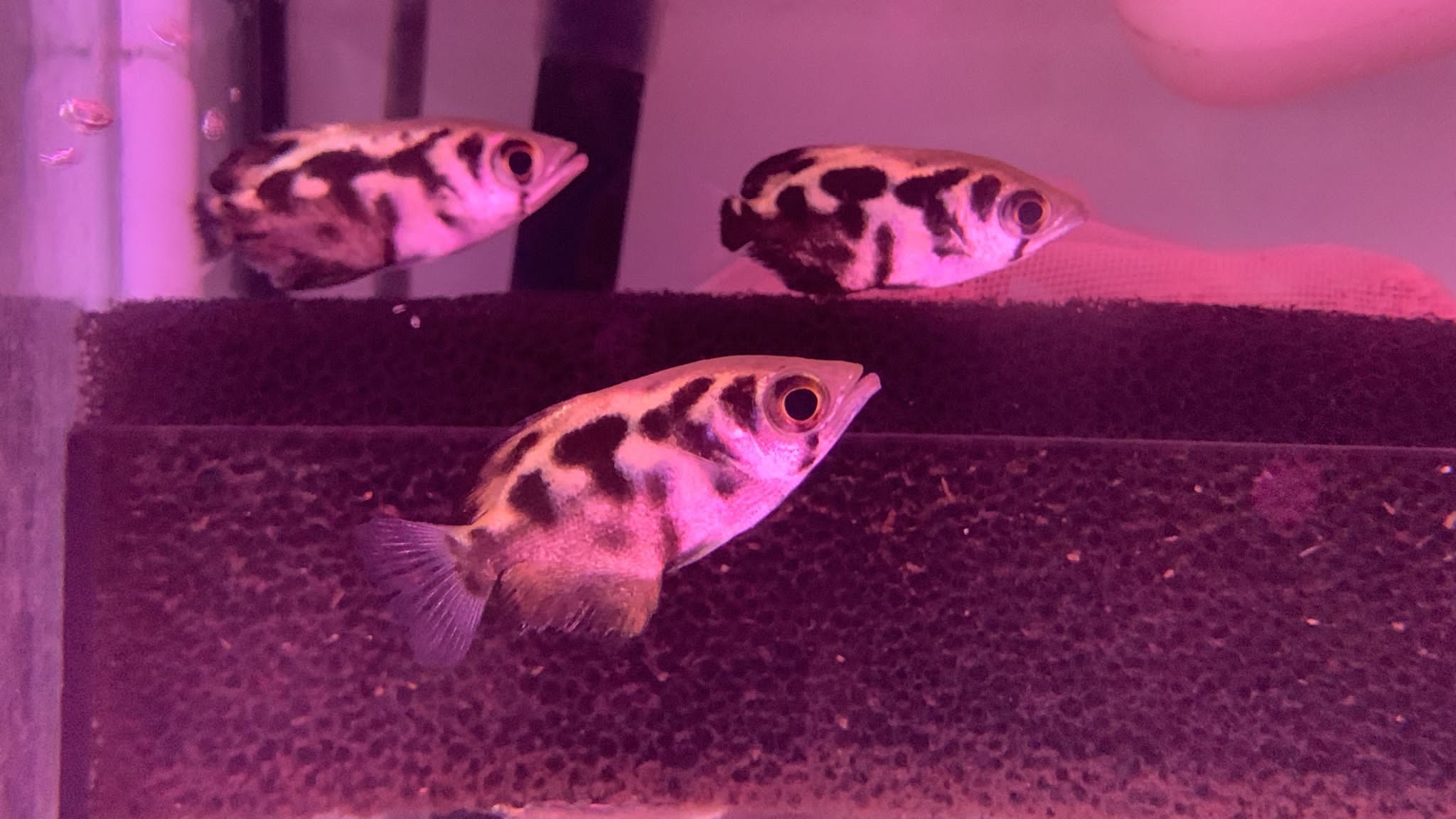 How Big Do Archerfish Get? Growth Rate, Adult Size and Tank Planning