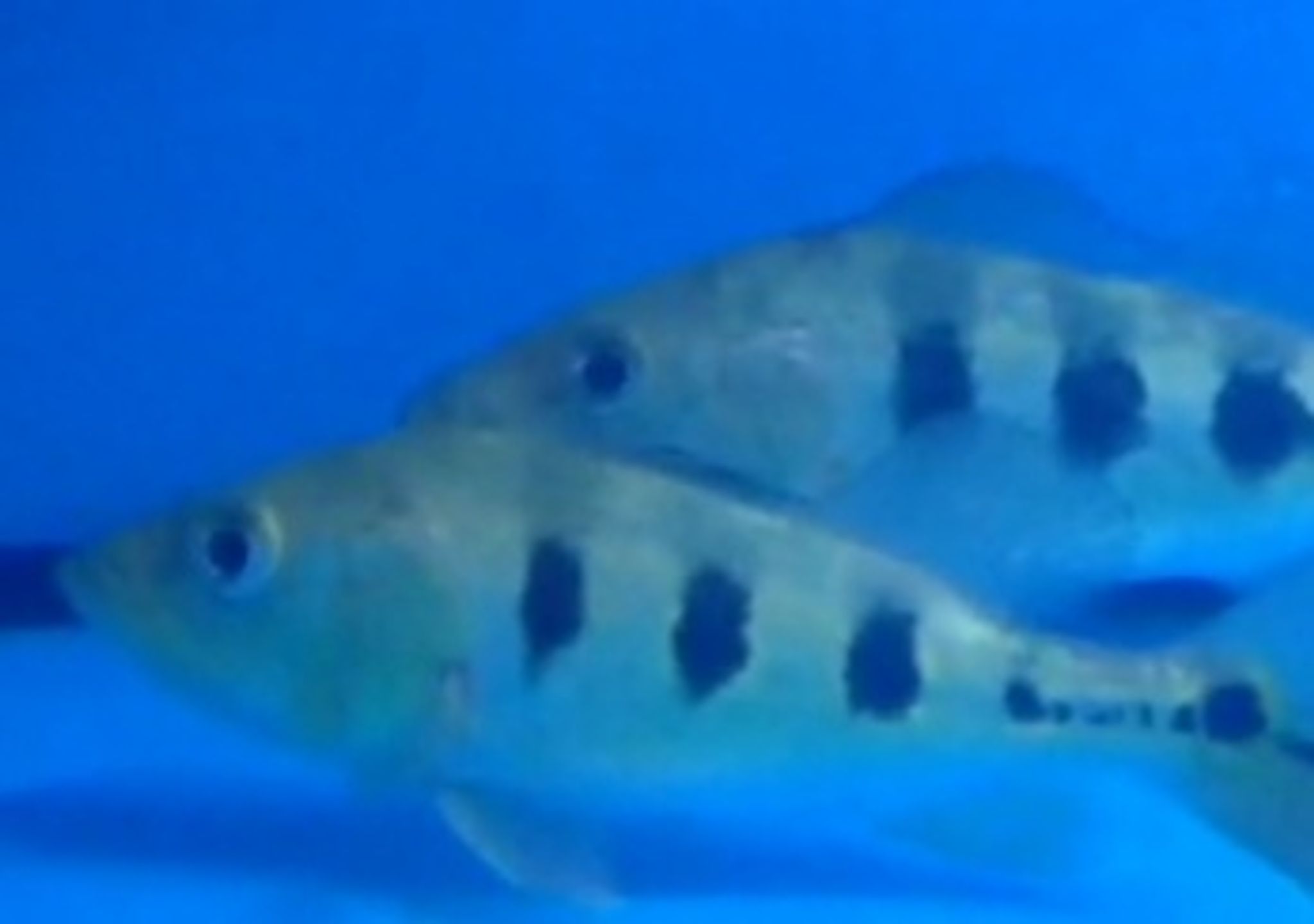 Long Peacock Bass