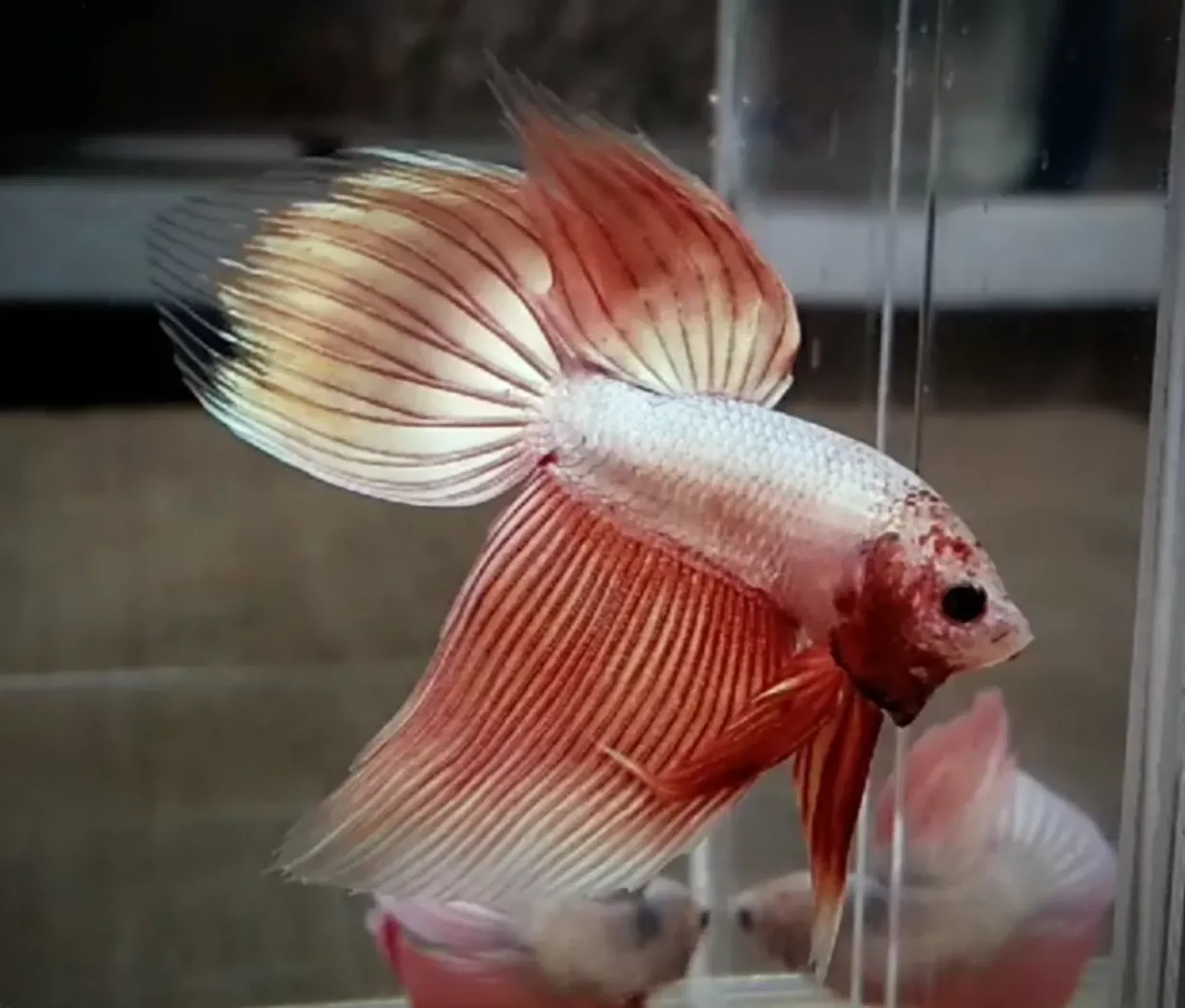 Veiltail gold series