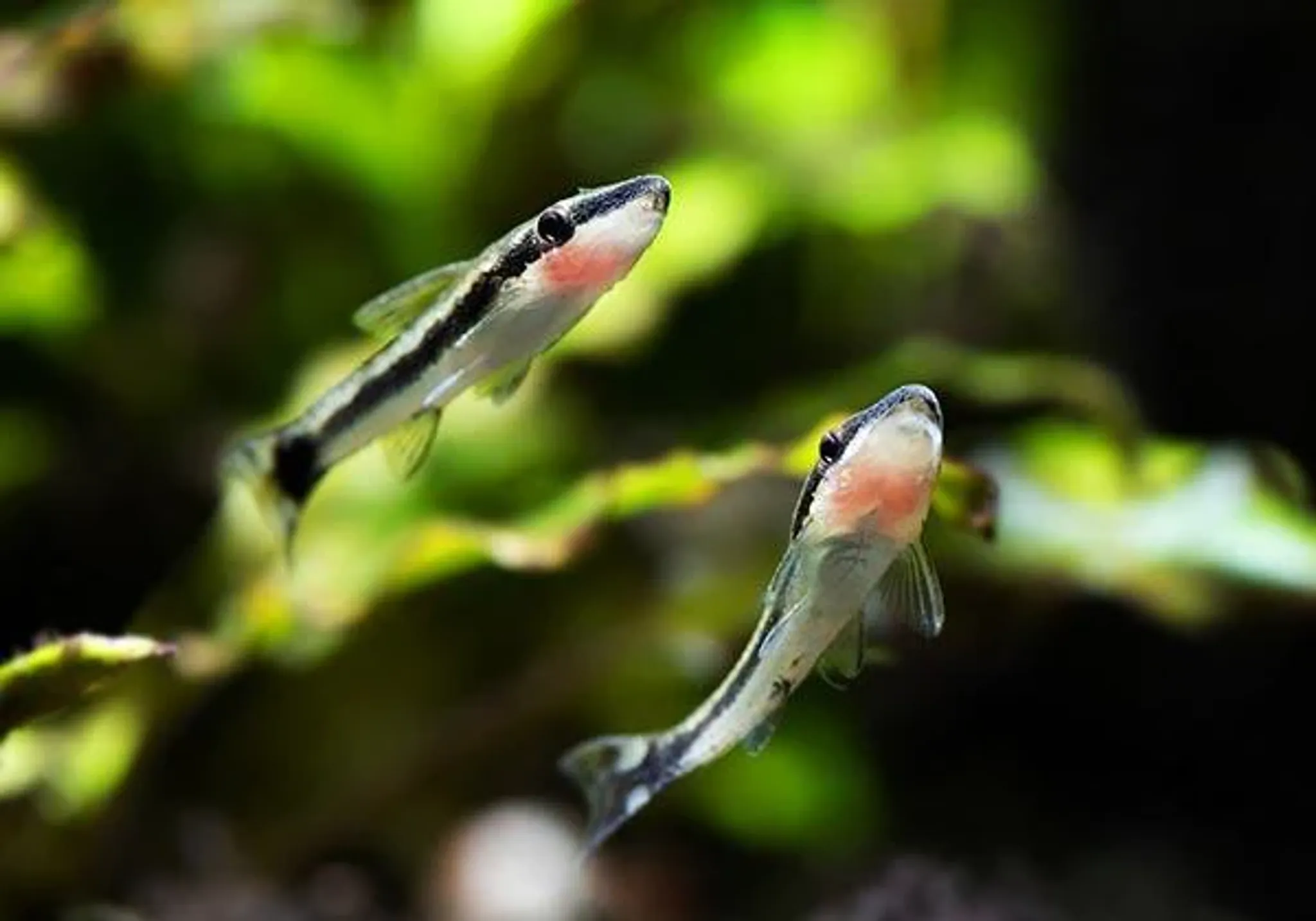 Otocinclus Vittatus