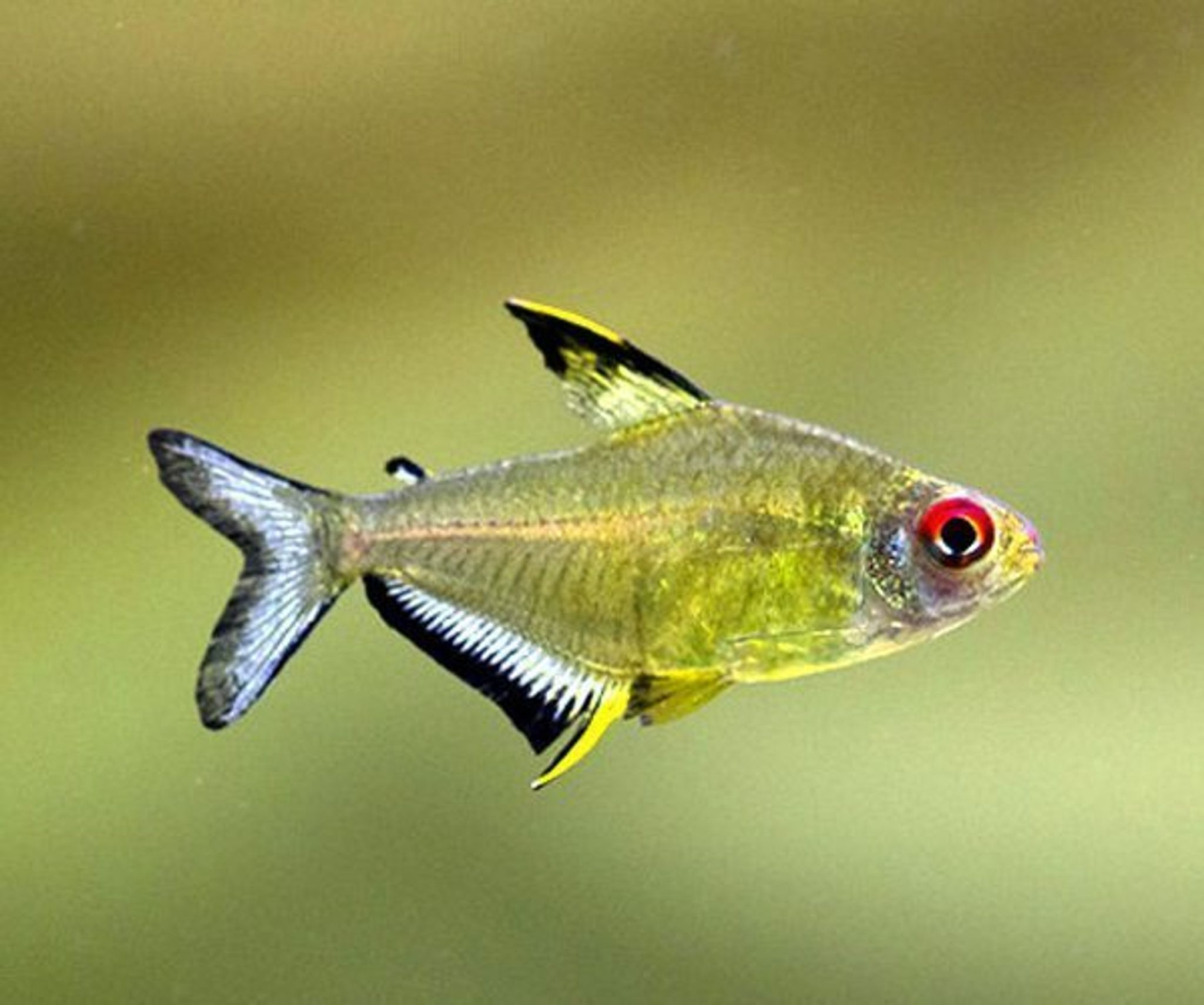 Lemon tetra 2.5cm