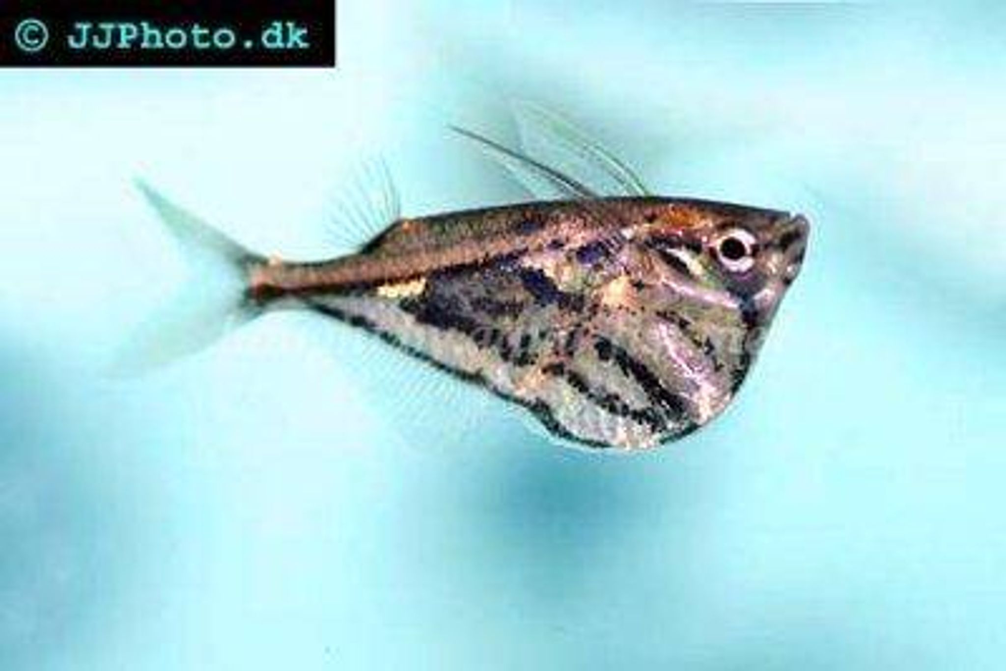 Marble hatchetfish 2.5-3cm