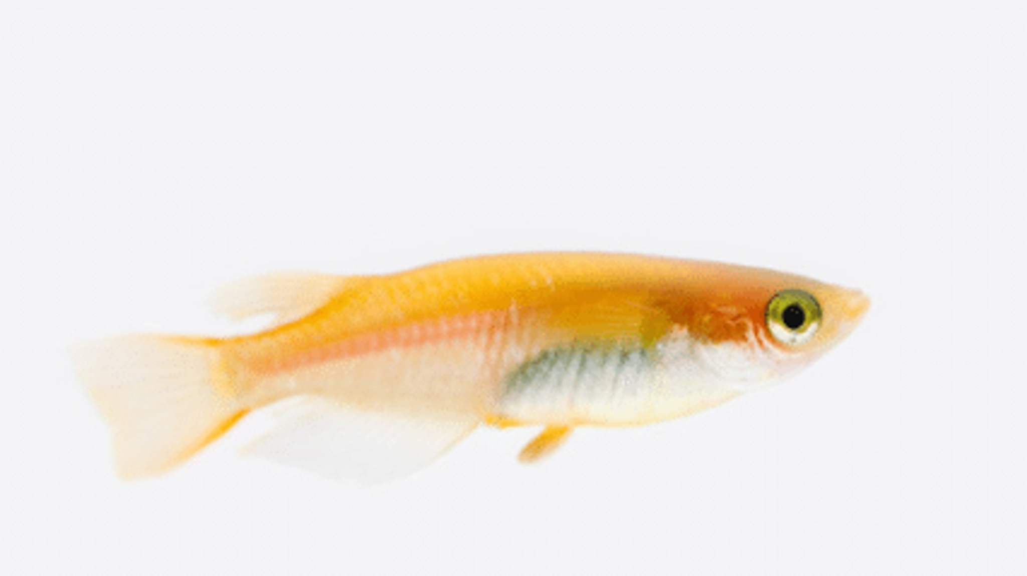 Orange rice fish 1.2cm x5pc
