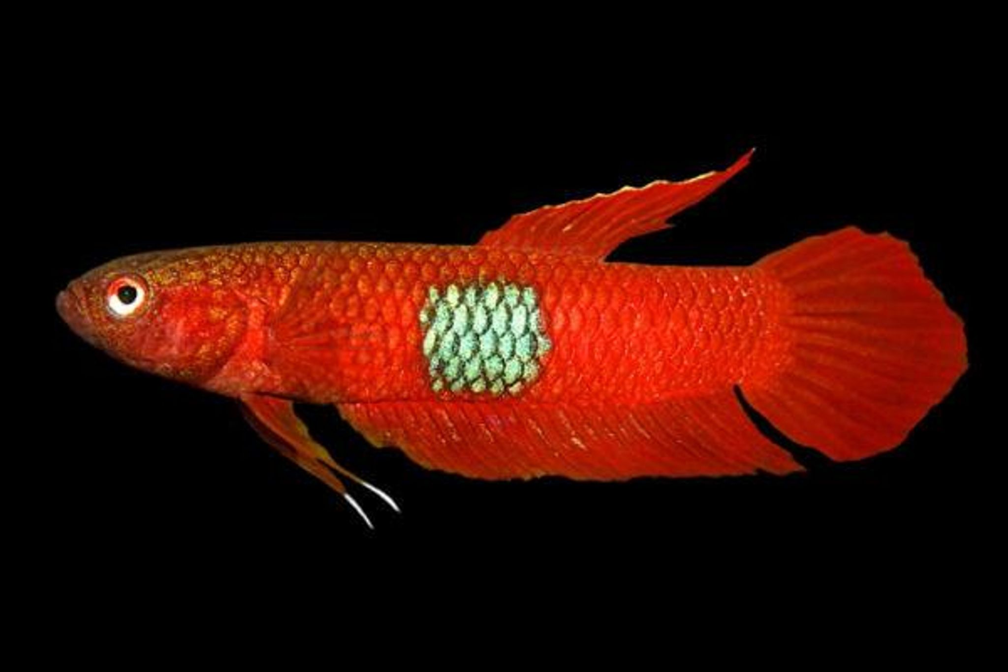 Betta Brownorum