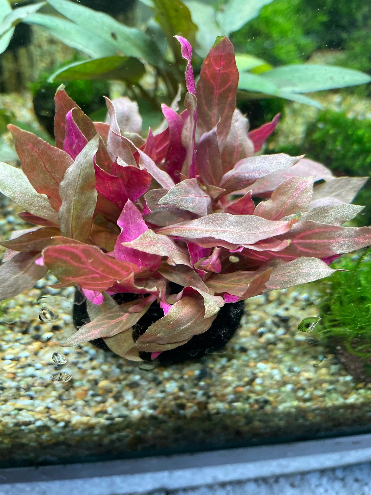 Alternanthera Reineckii Variegated (Wabikusa)