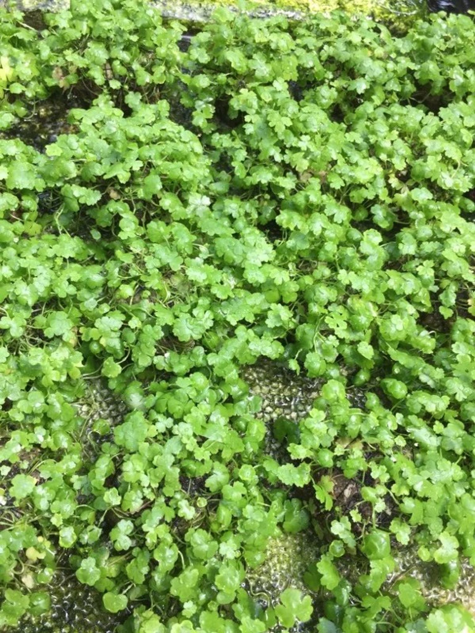 Hydrocotyle Tripartita (Wabikusa)