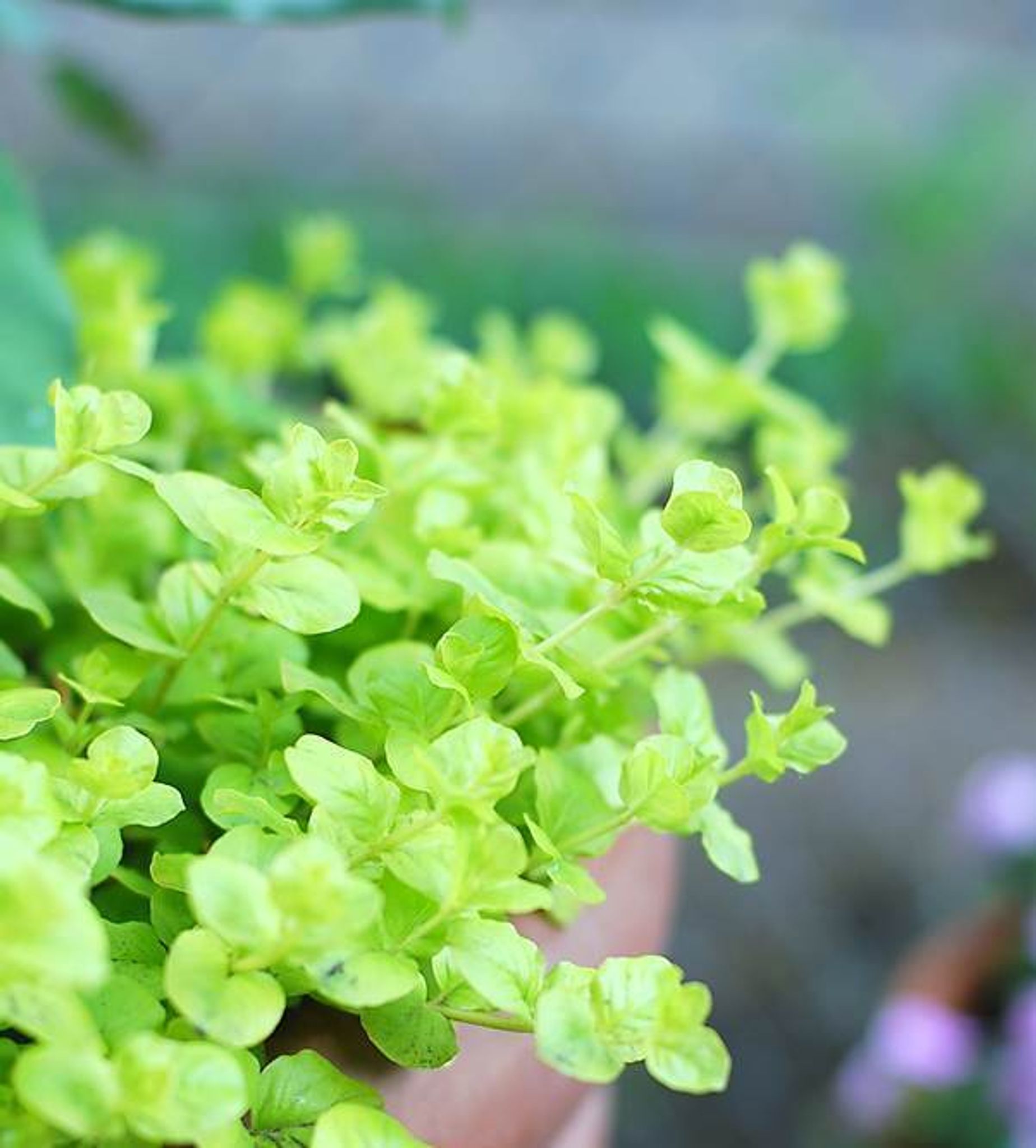 Lysimachia Nummularia 'Aurea' (Wabi Kusa)