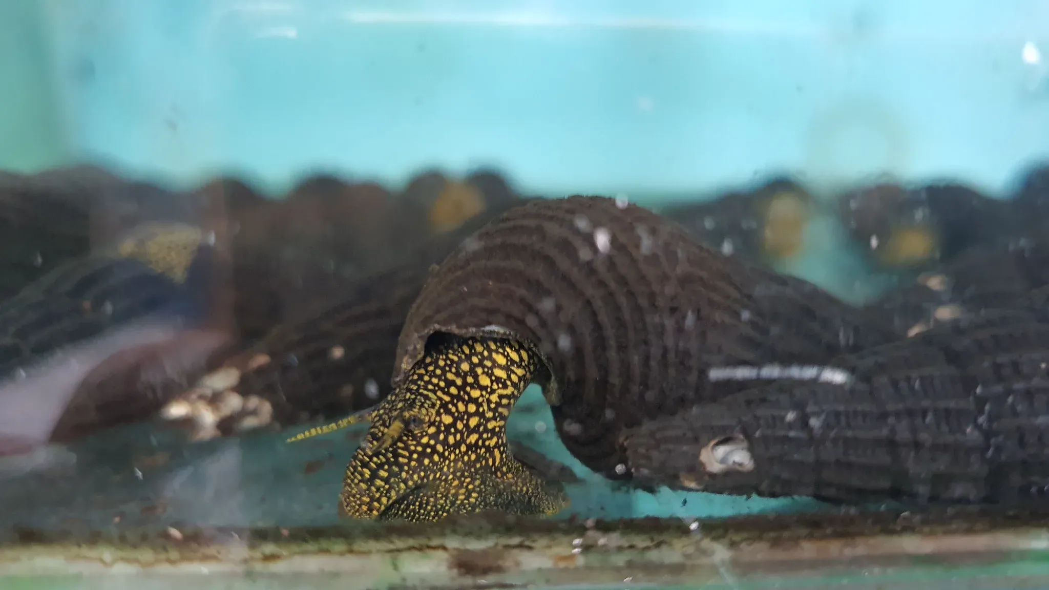 Golden spotted rabbit snail 6cm x 5pc