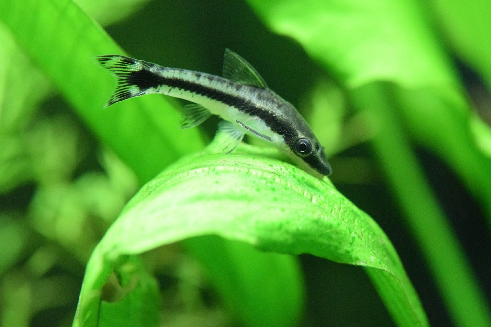 Otocinclus ( SF-0761 )