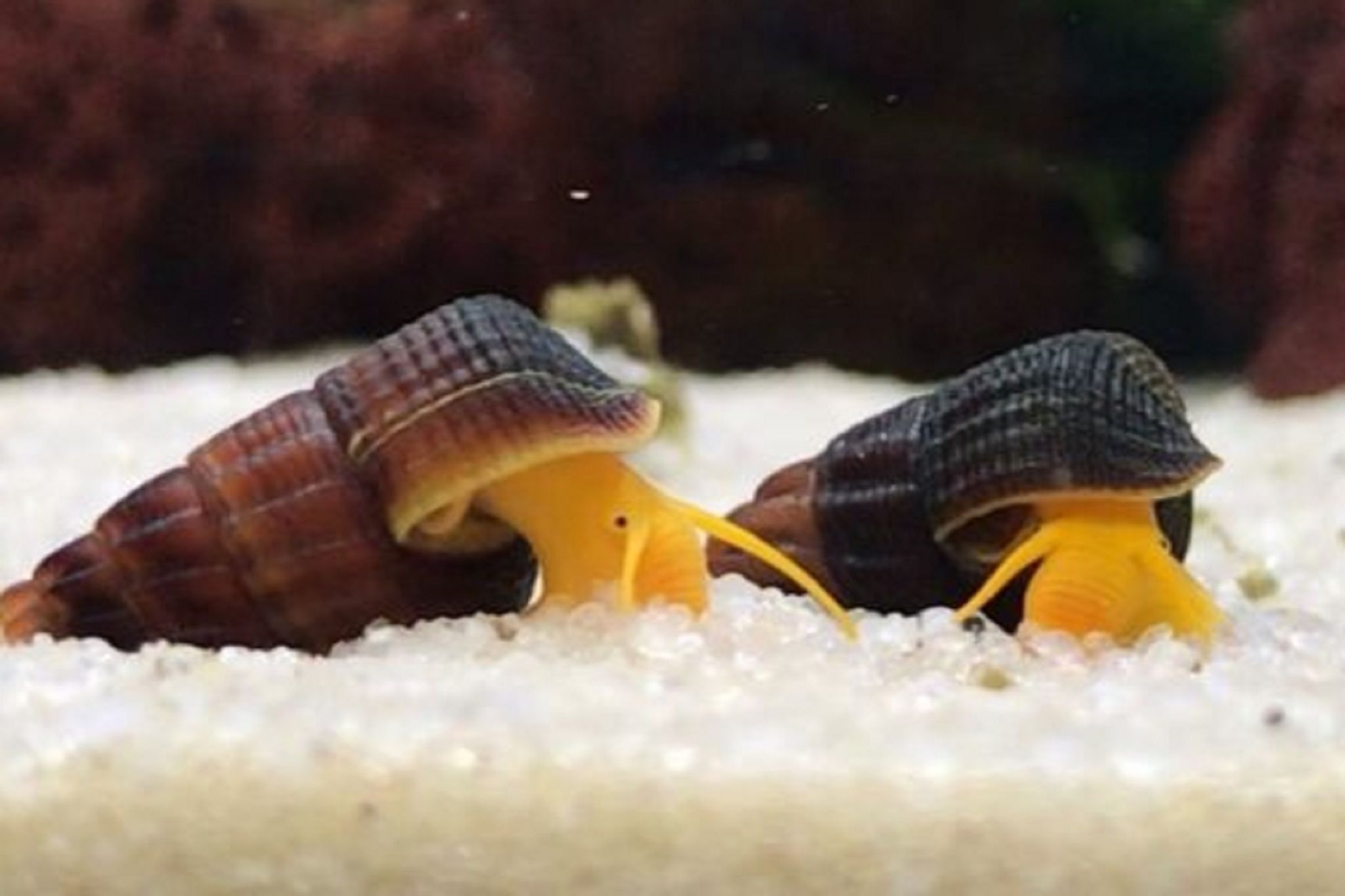 Rabbit Snail (OO-4940)