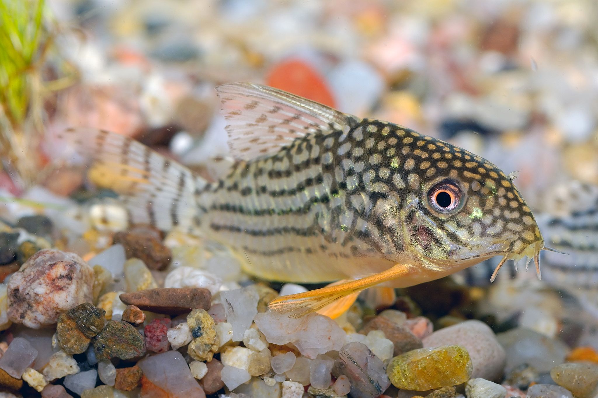 STERBAI CORY ( SF-0751 )