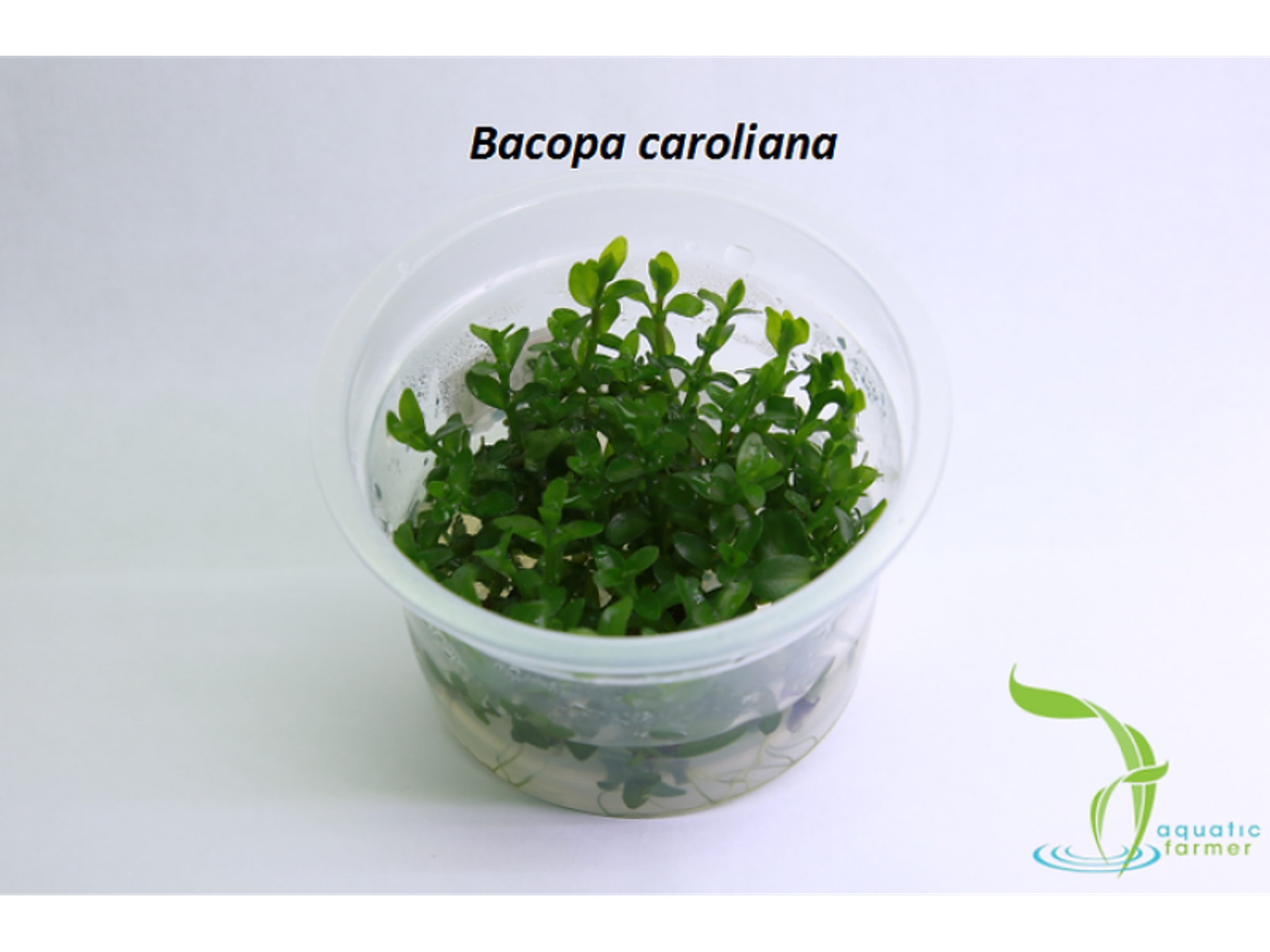 AF Bacopa caroliana TC