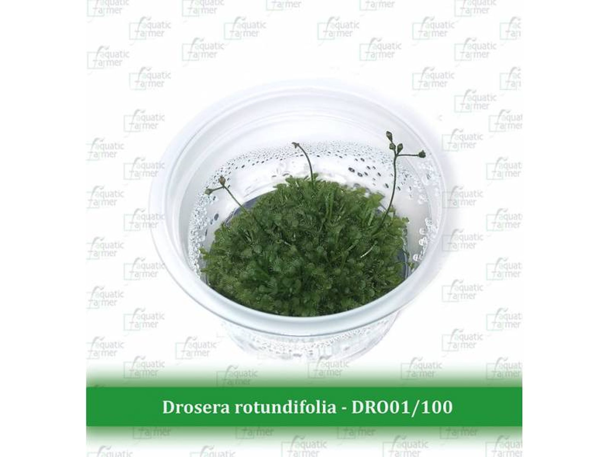 AF DROSERA ROTUNDIFOLIA TC