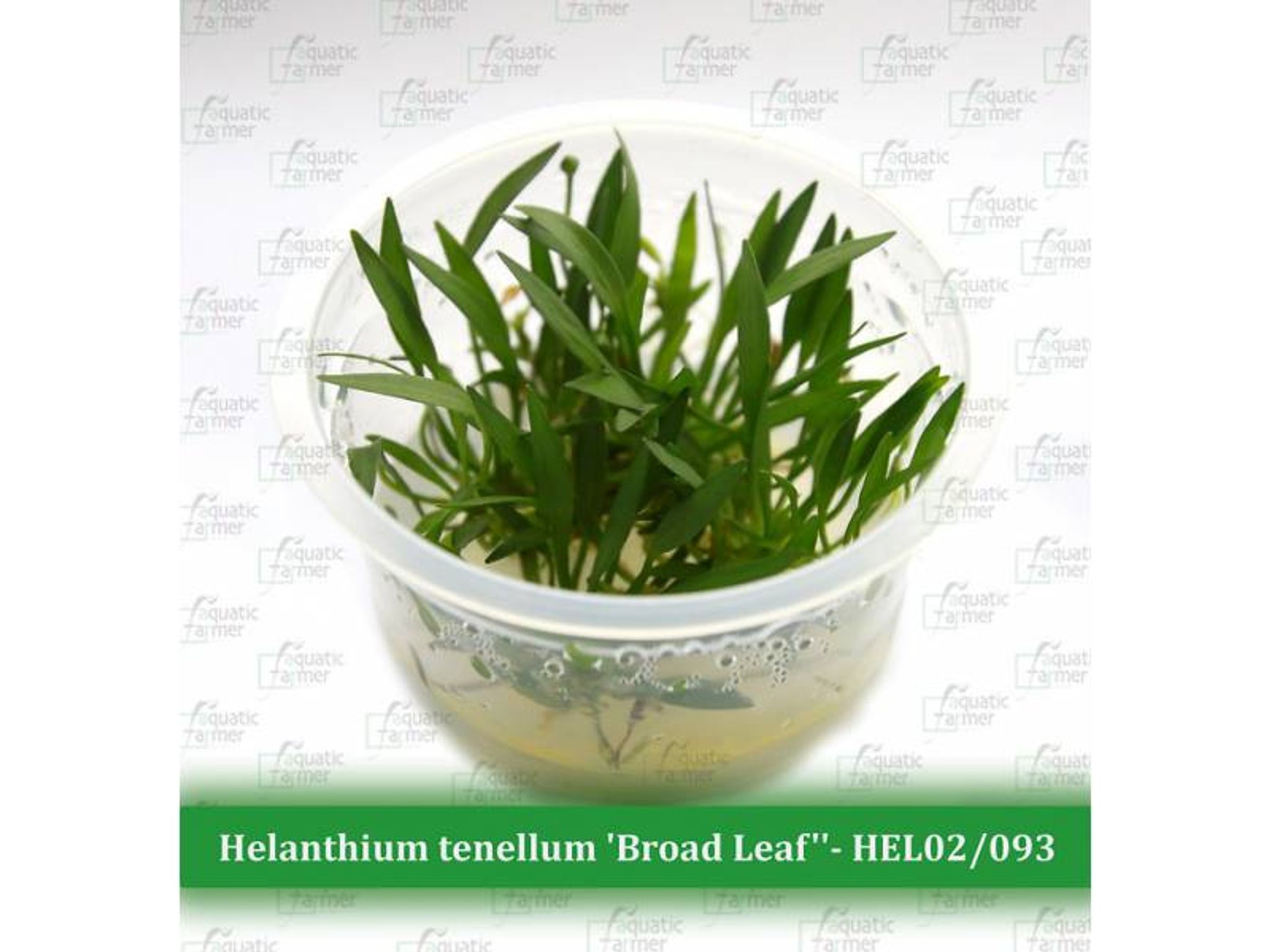 AF Helanthium tenellum 'Broad Leaf'' TC