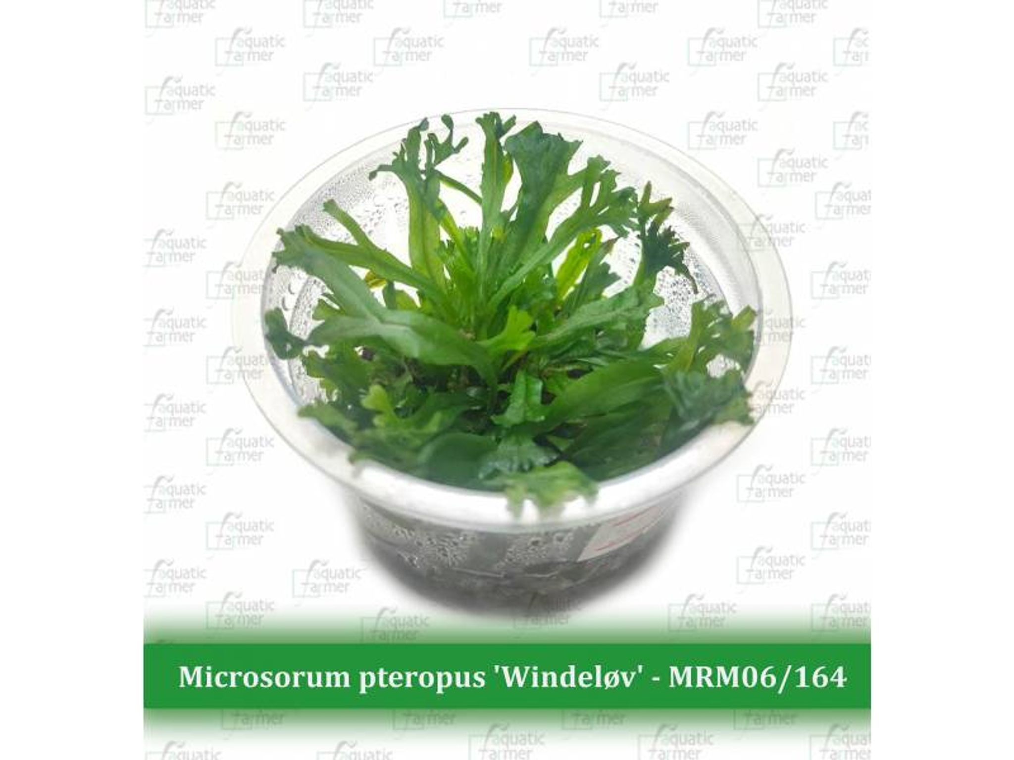 AF Microsorum pteropus 'Windelov' TC