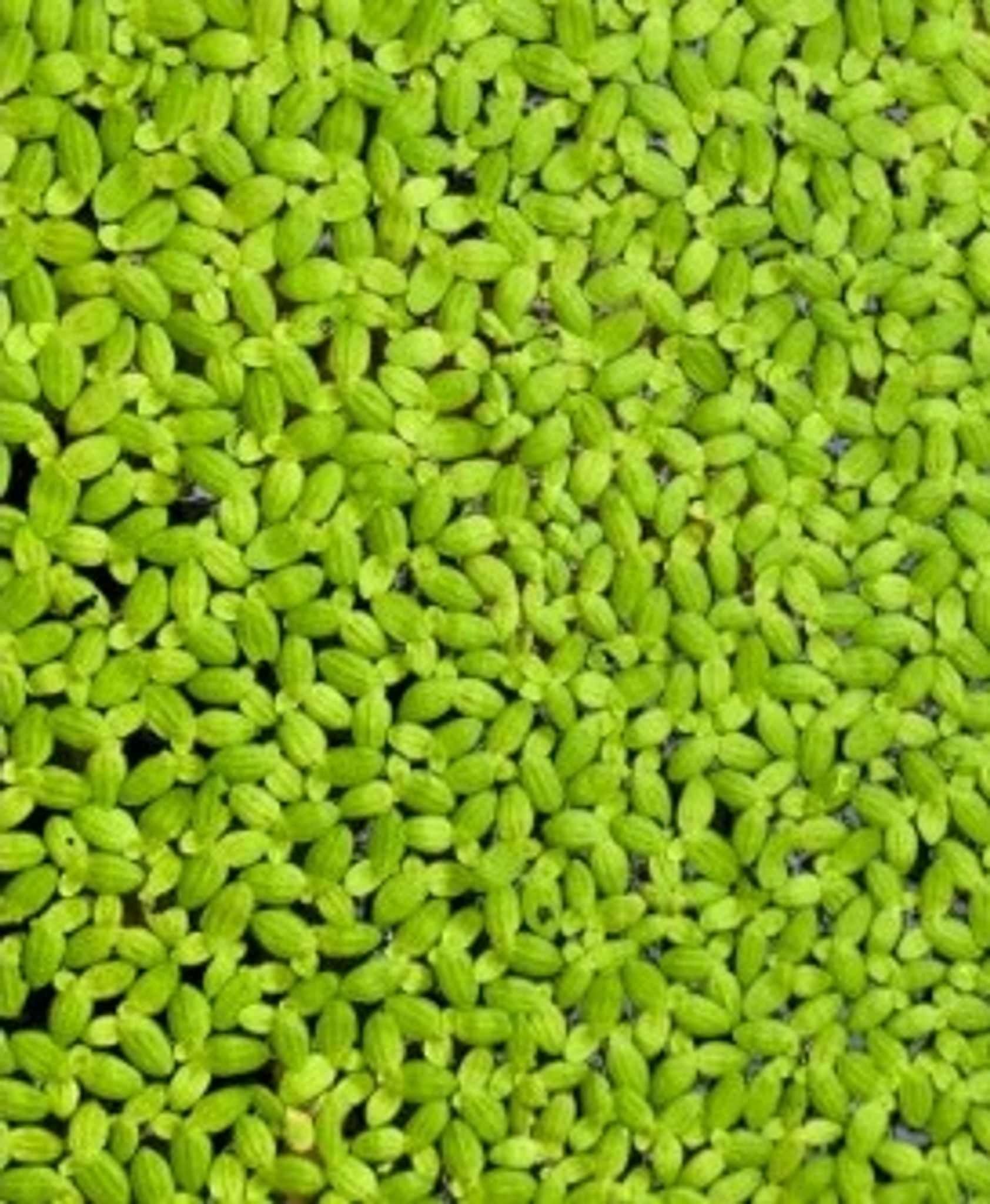 Floating live aquatic loose plants Duckweed
