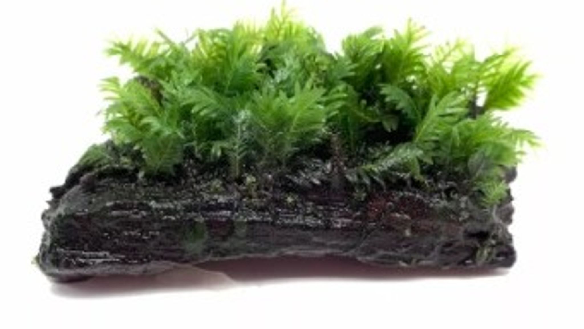 Fissidens Moss on driftwood (~3inch) live plant