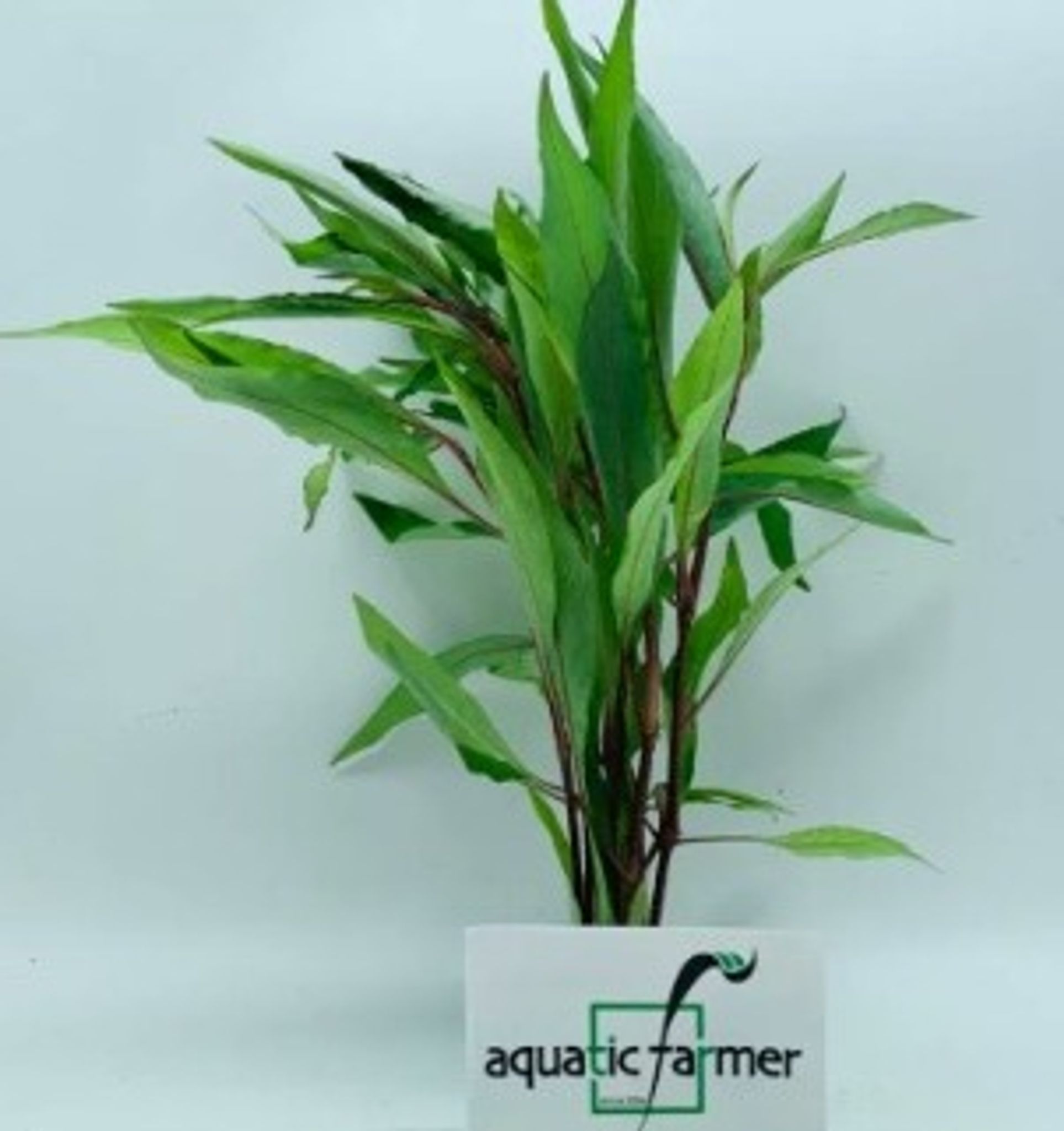 Live Aquatic Plants Hygrophila Thai stricta Potted