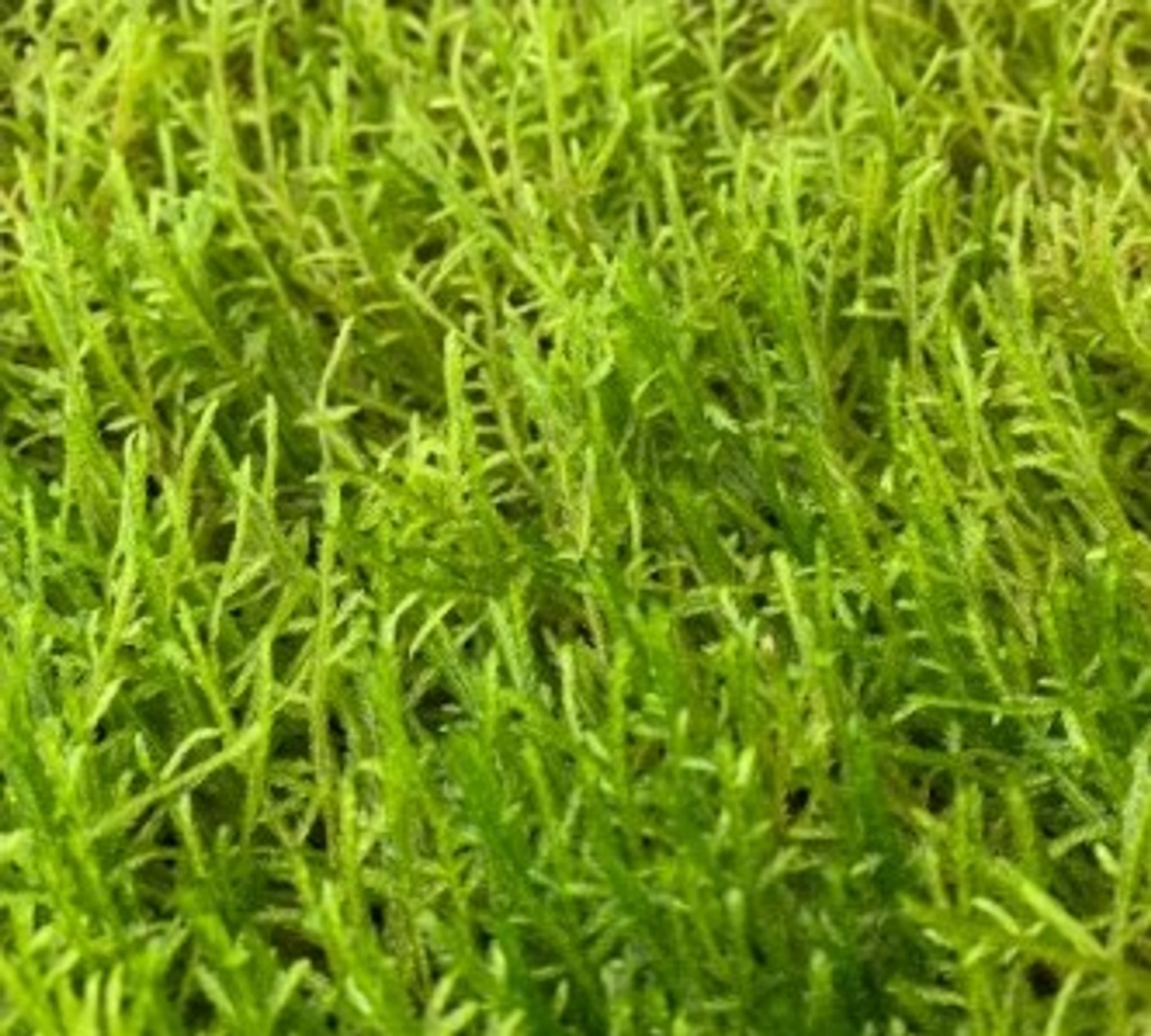 Live Plants Java Moss