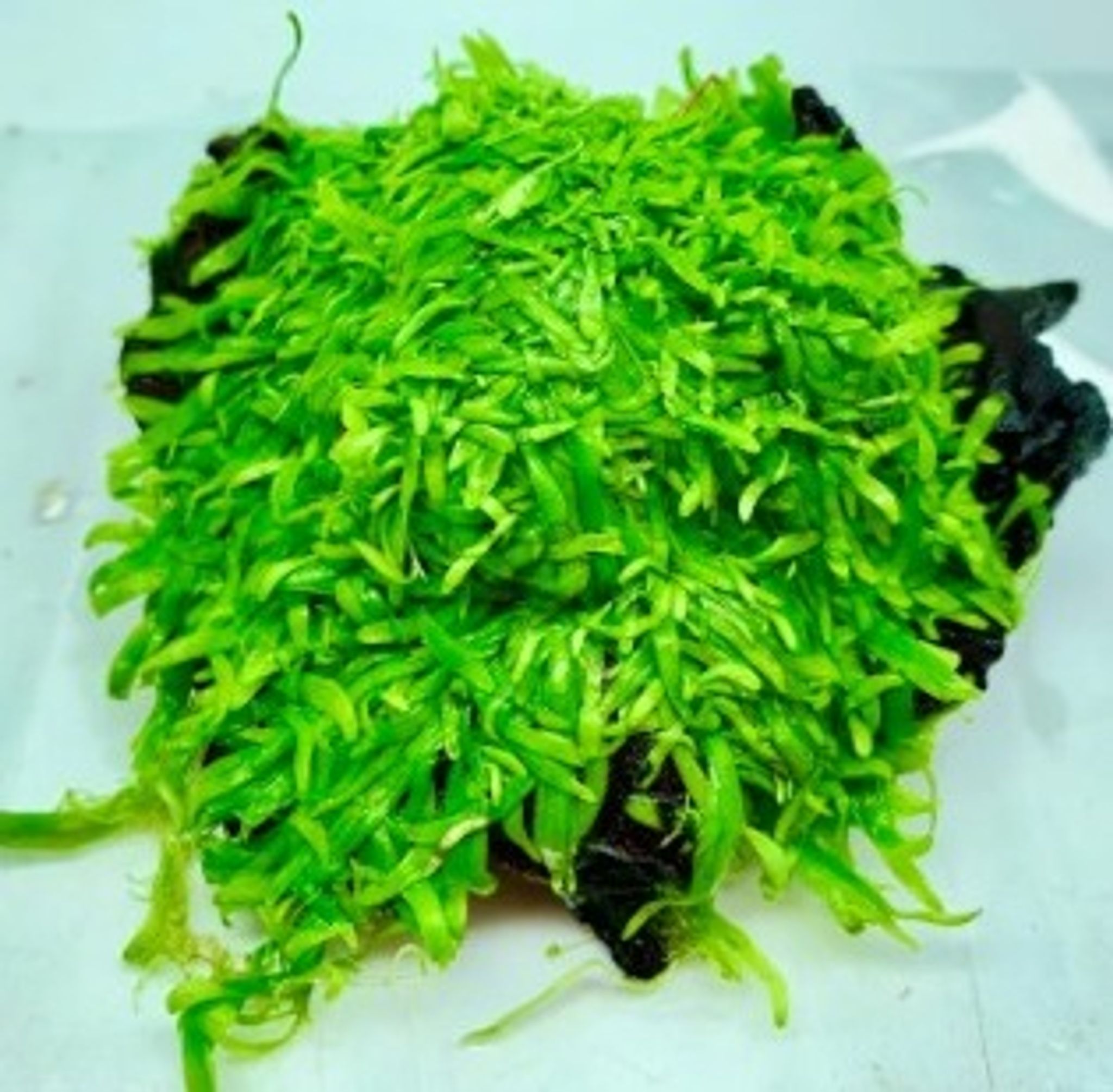 Utricularia graminifolia on driftwood (~3inch)