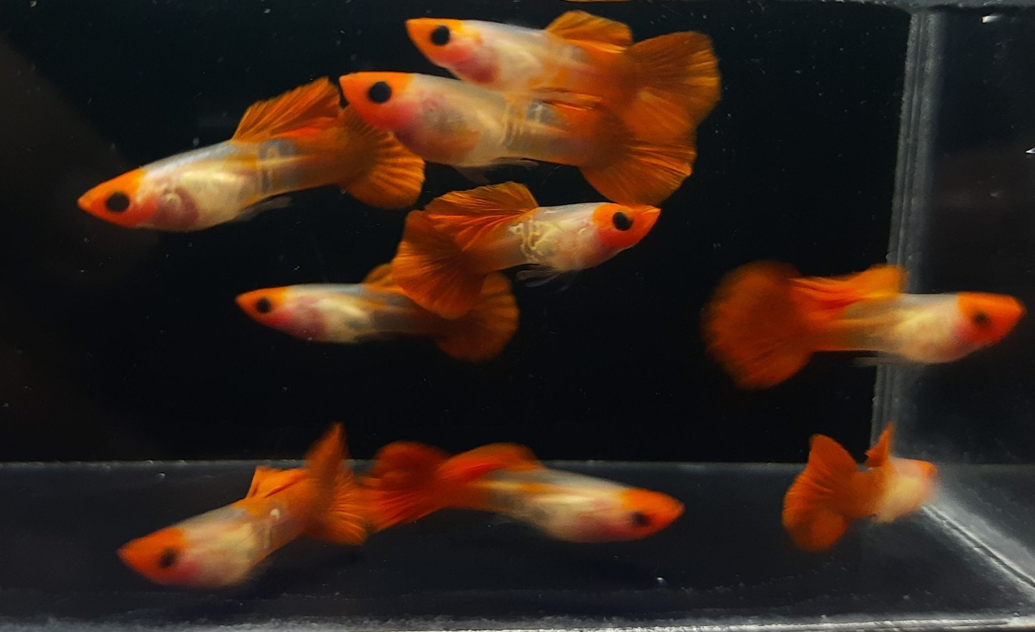 Guppy Snakeskin Koi Glassbelly
