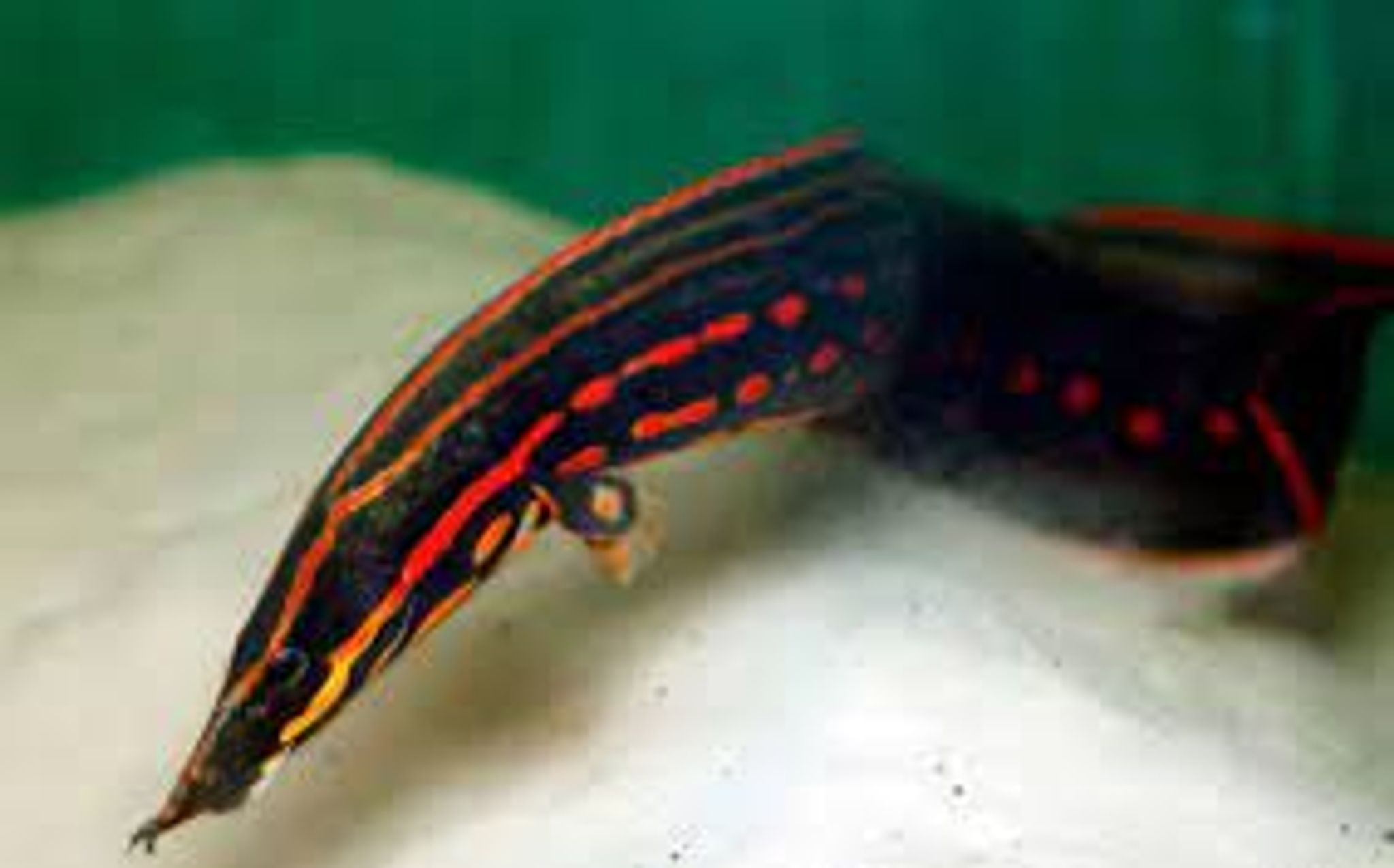 Fire Eel 7-8"