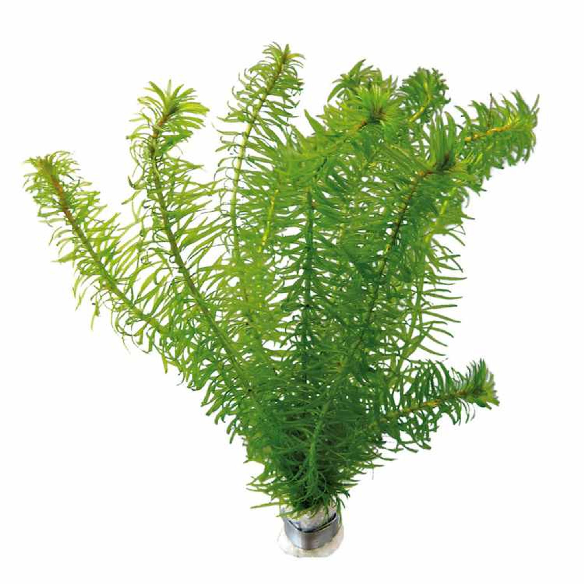 Elodea