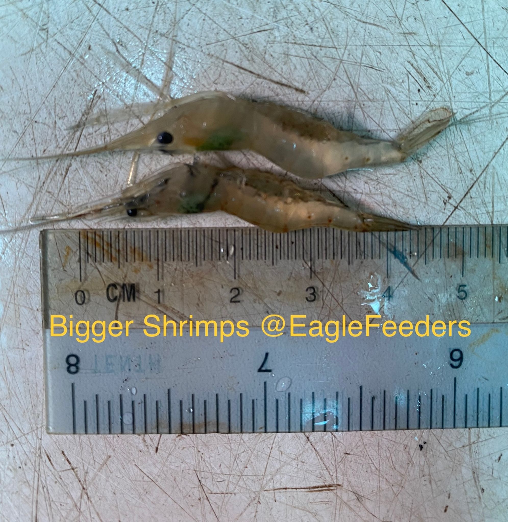 Live feed Shrimps ghost shrimps Live Feeders