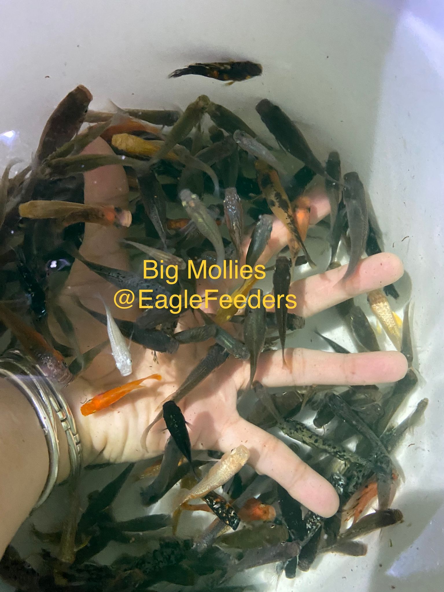 Molly Mollies Bigger sizes Live Feeders