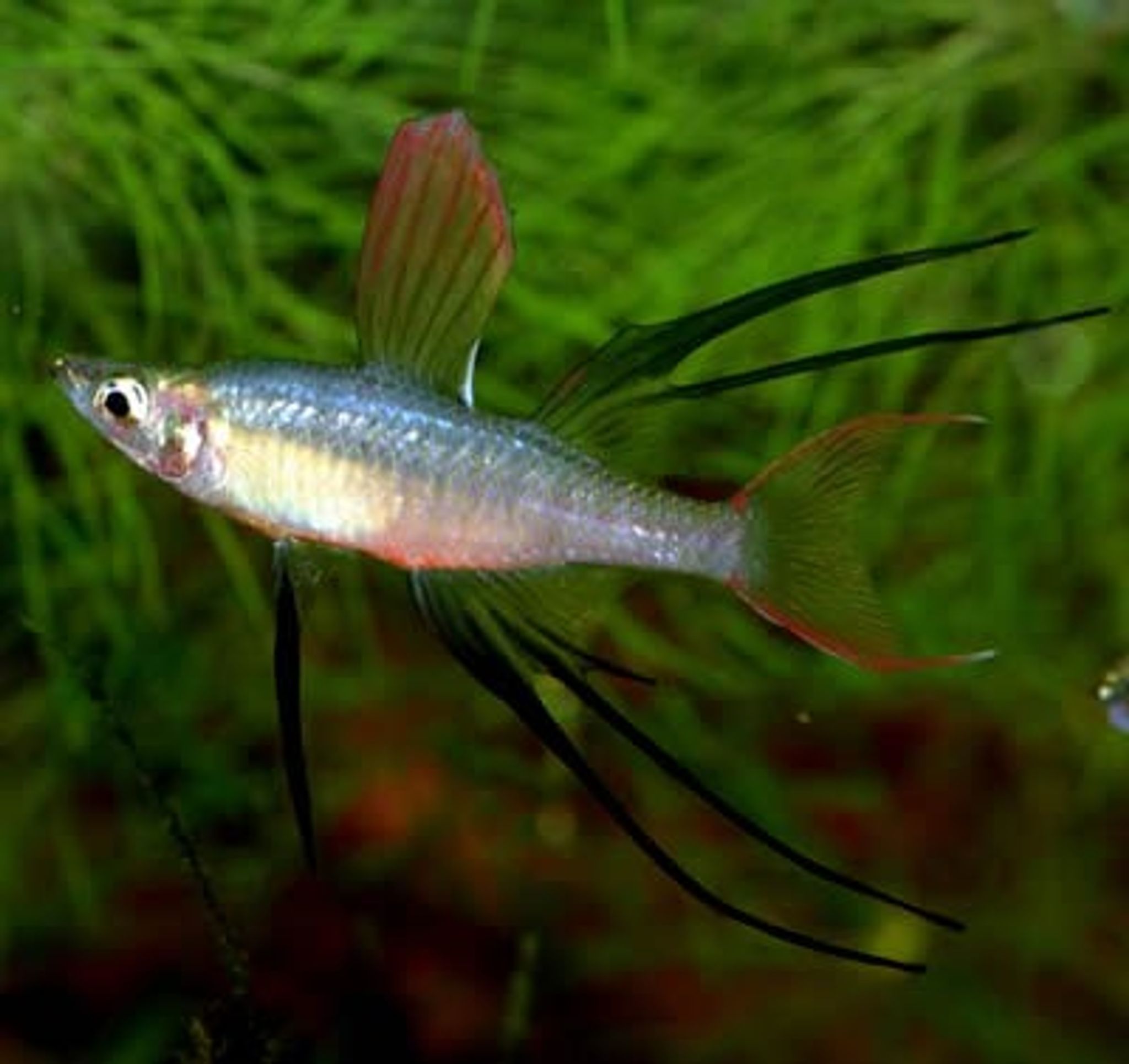 Iriatherina Werneri