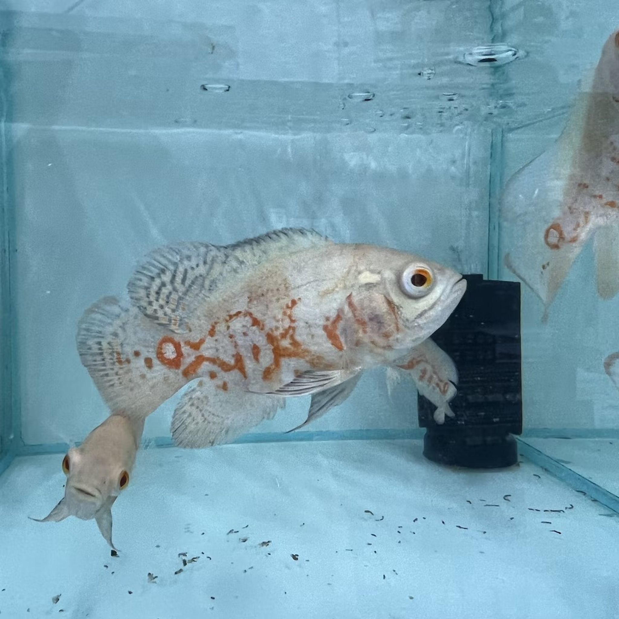 Albino Oscar