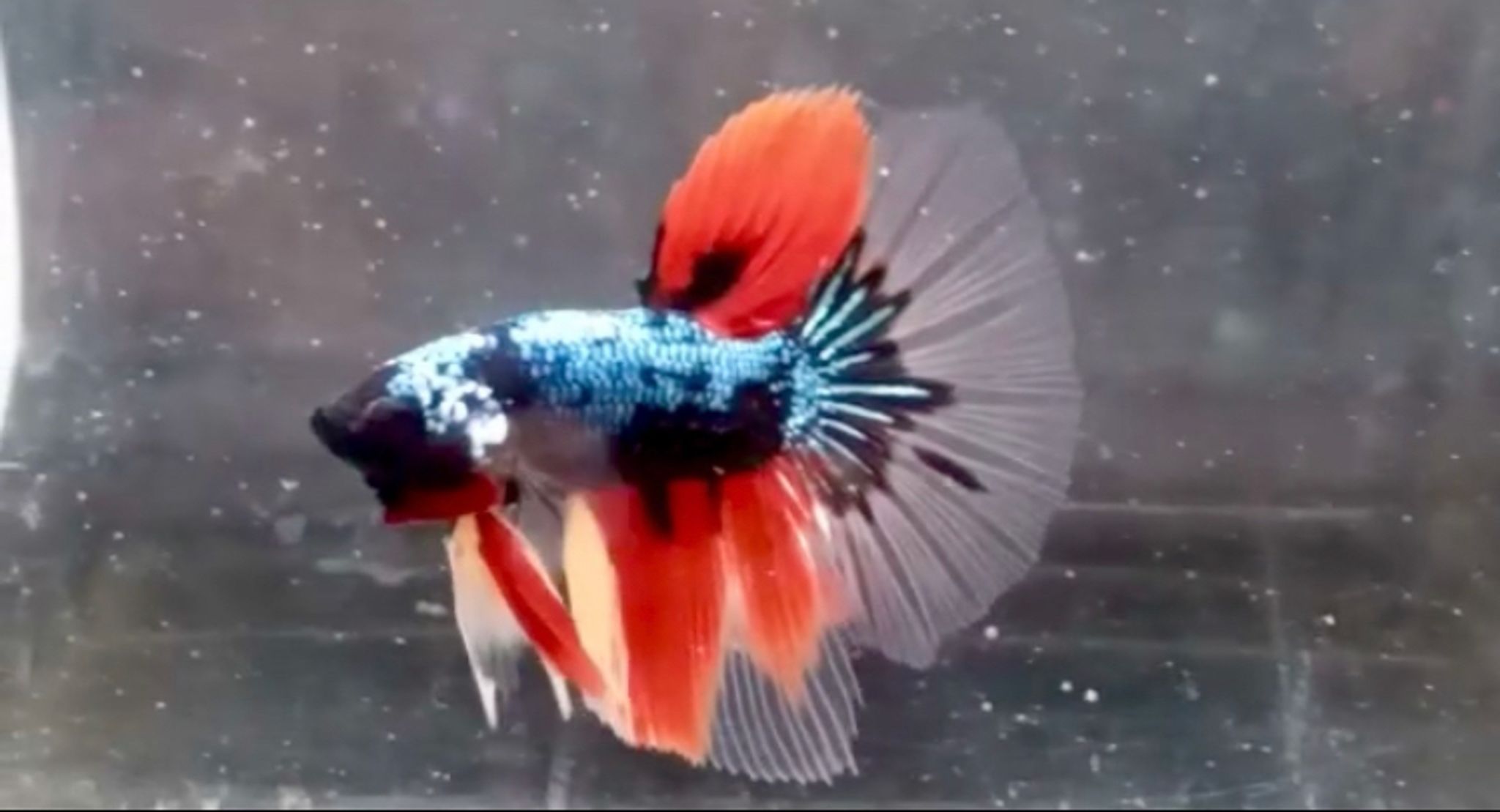 Halfmoon black Nemo Cooper