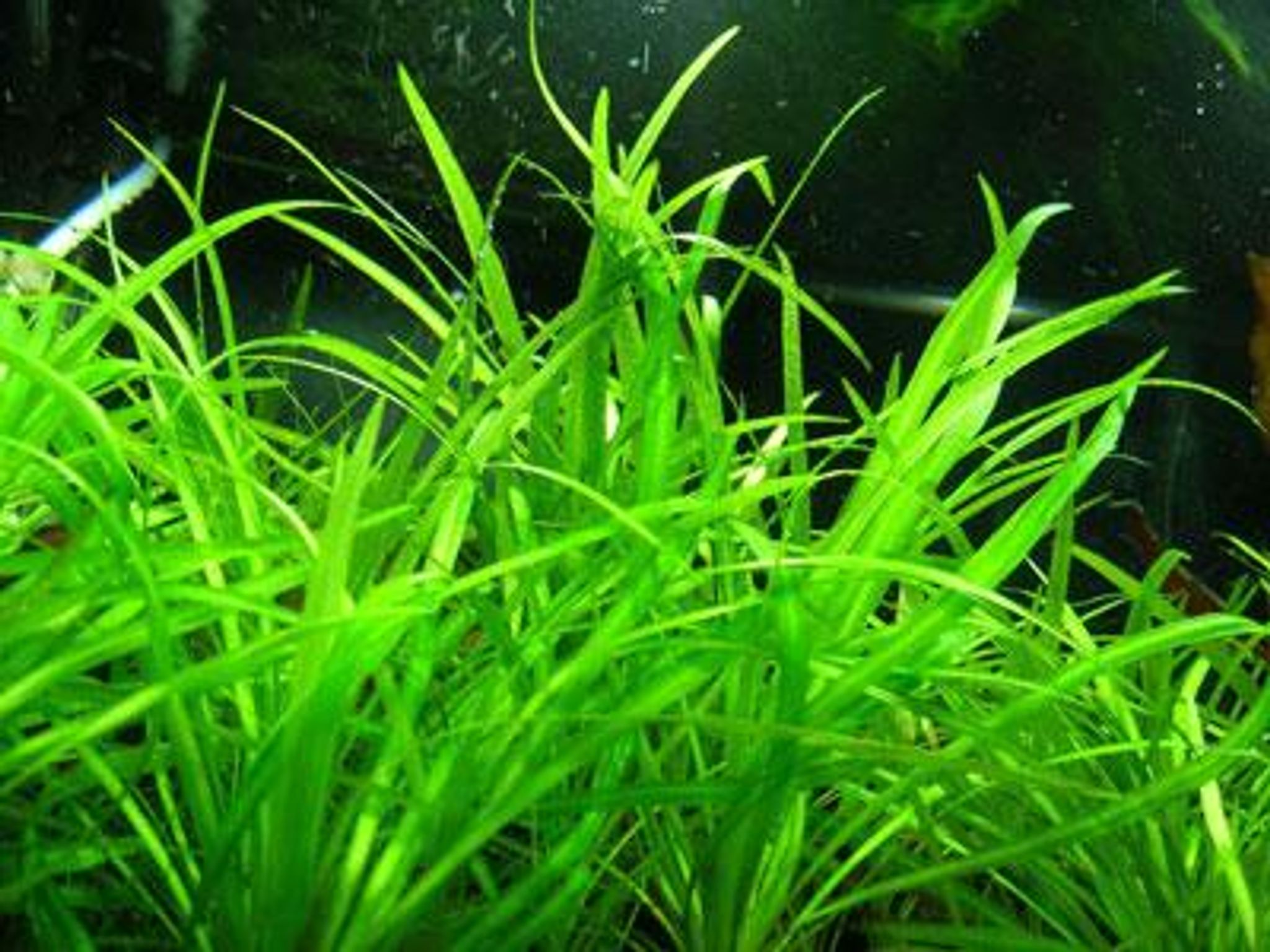 Echinodorus tenellus