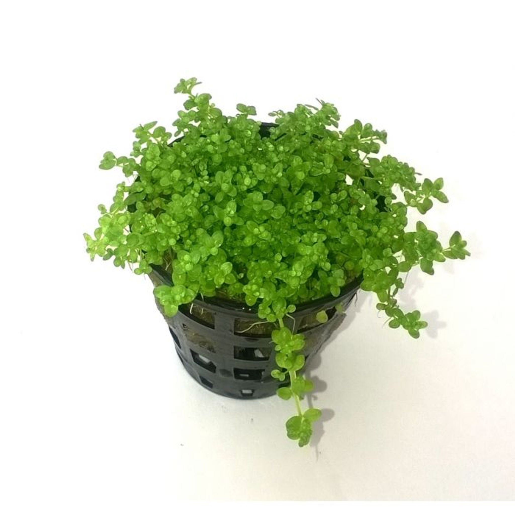 Hemianthus callitrichoides 'Baby Tears'