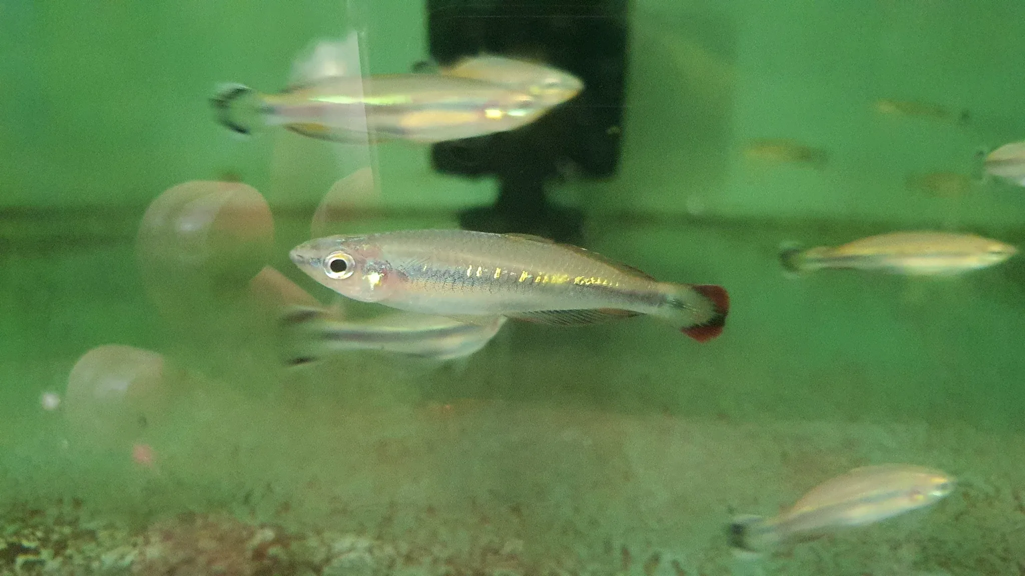 Madagascar rainbow 5-6cm x 5pc