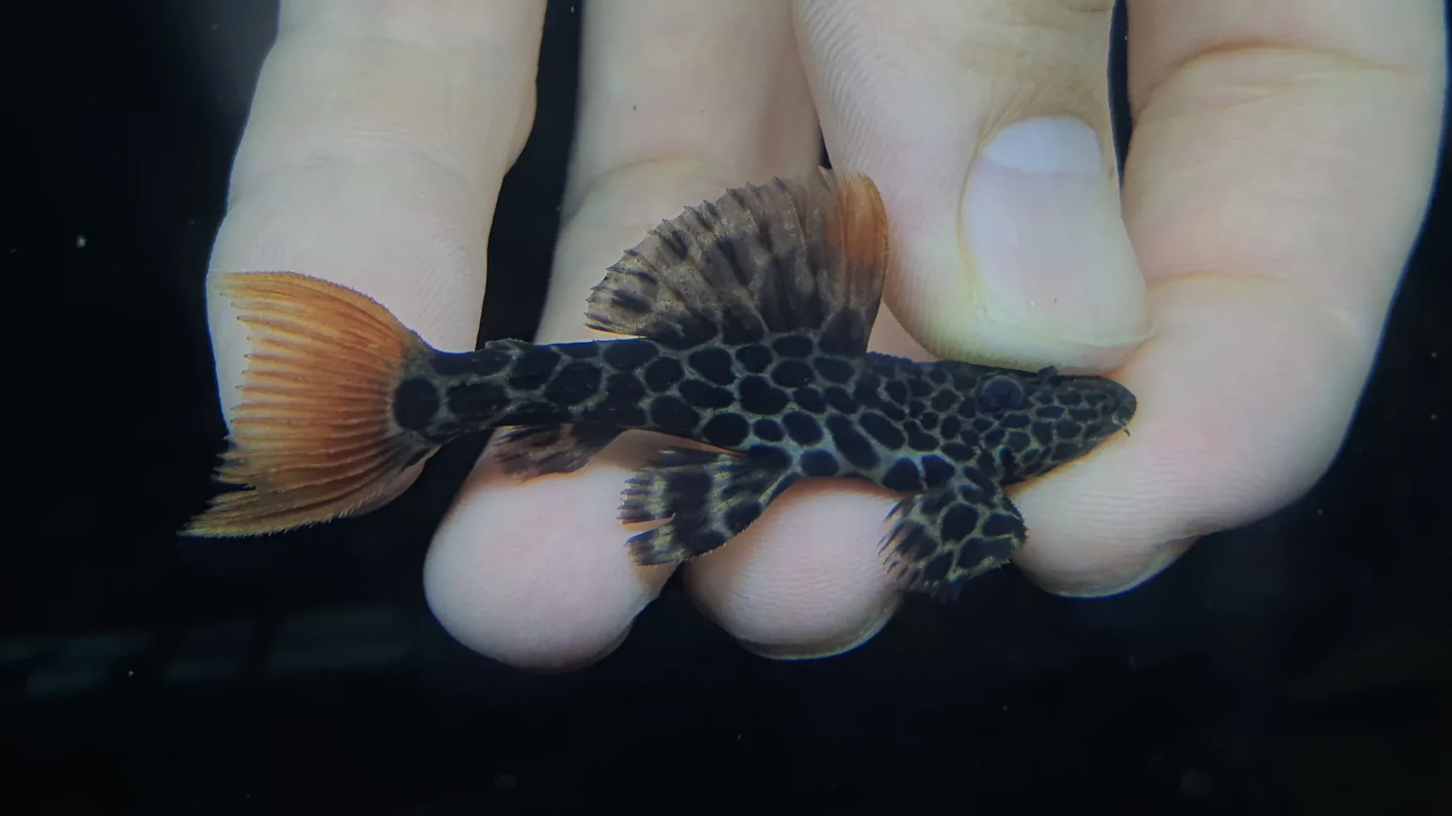 Pleco L600