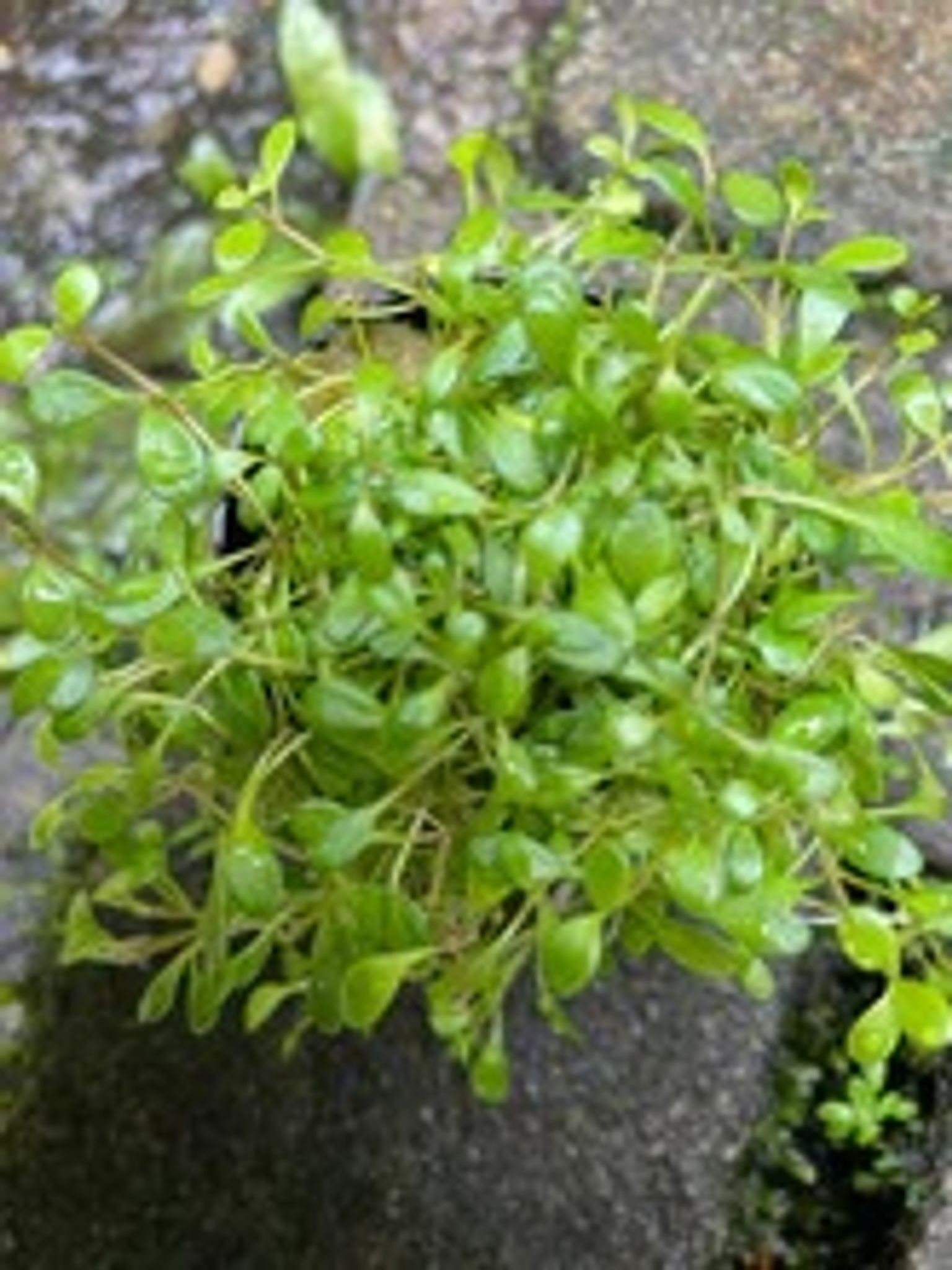 Glossostigma Elatinoides