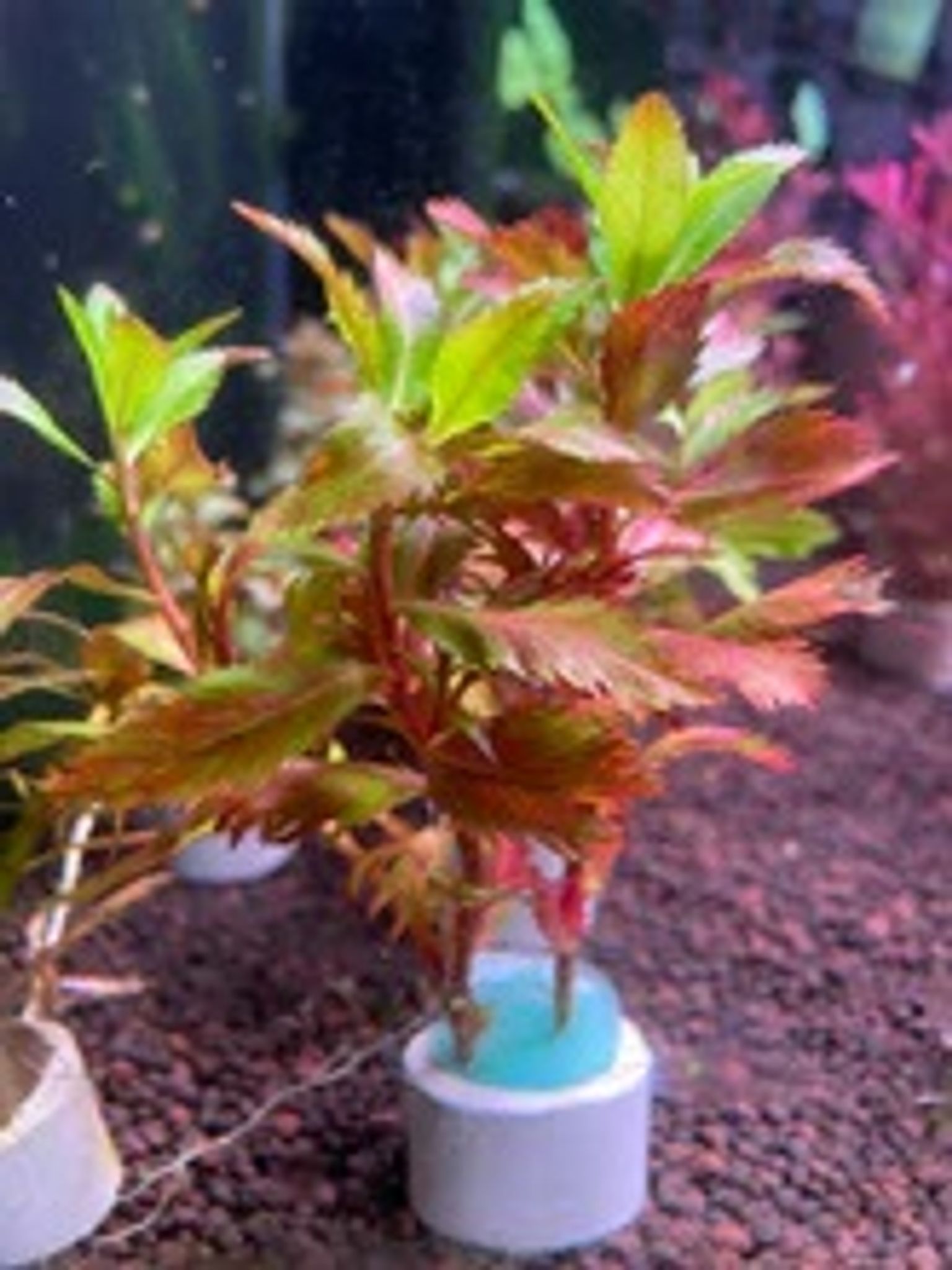 Proserpinaca Palustris