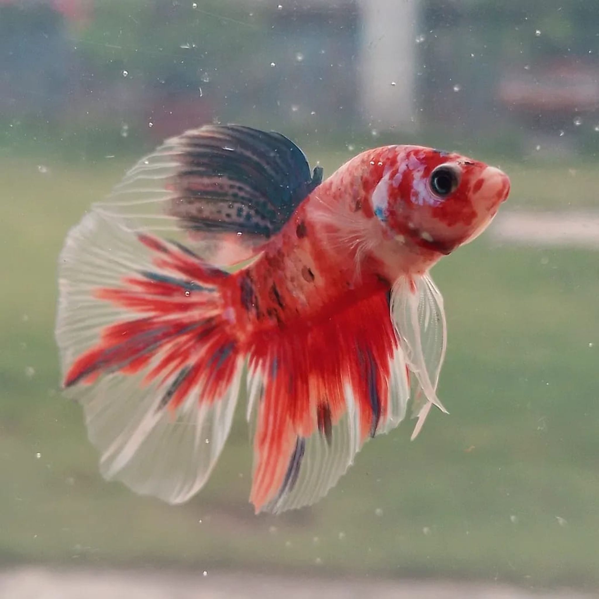 Halfmoon Rosetail Red Galaxy