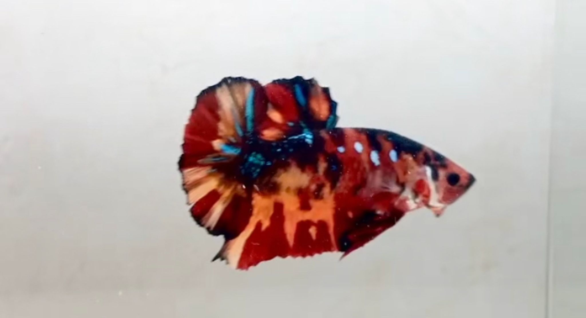 Plakat Nemo Emerald | Multi Traditional class