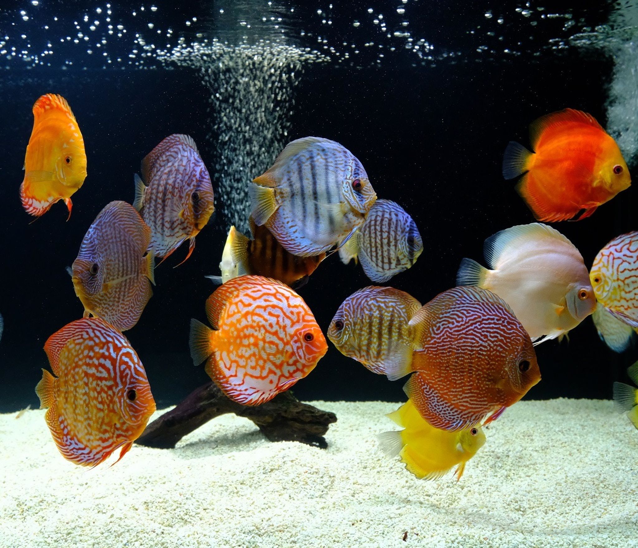 Discus (Assorted)