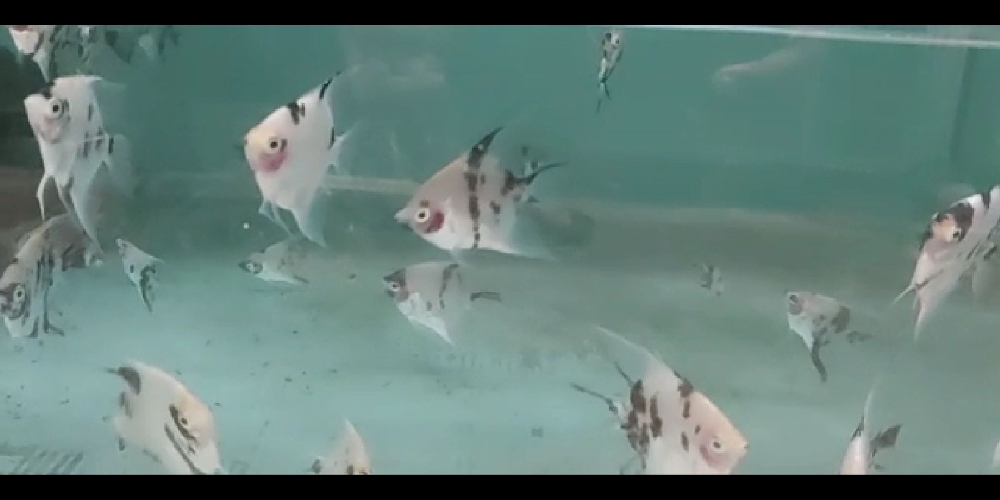 Koi Blushing