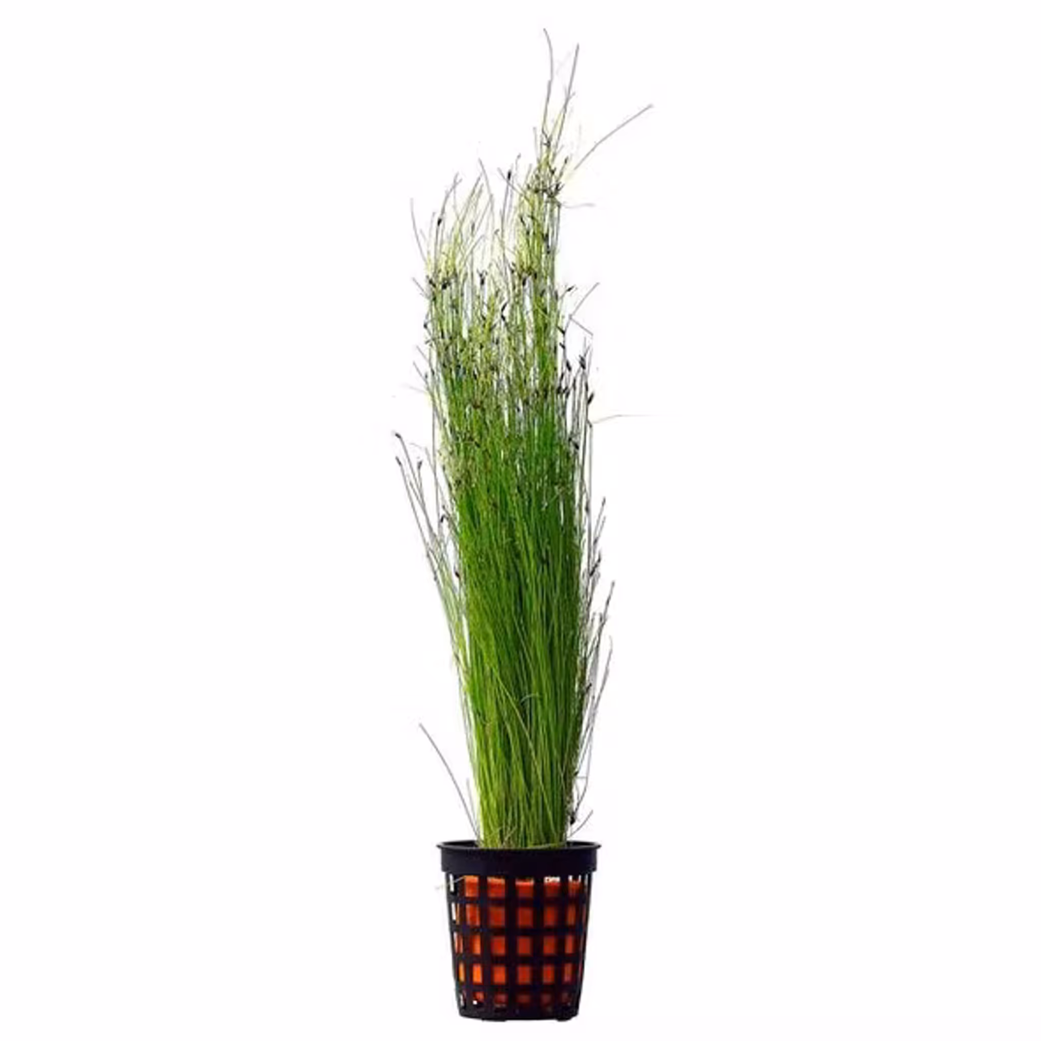 Eleocharis Vivipara - 15cm to 17cm