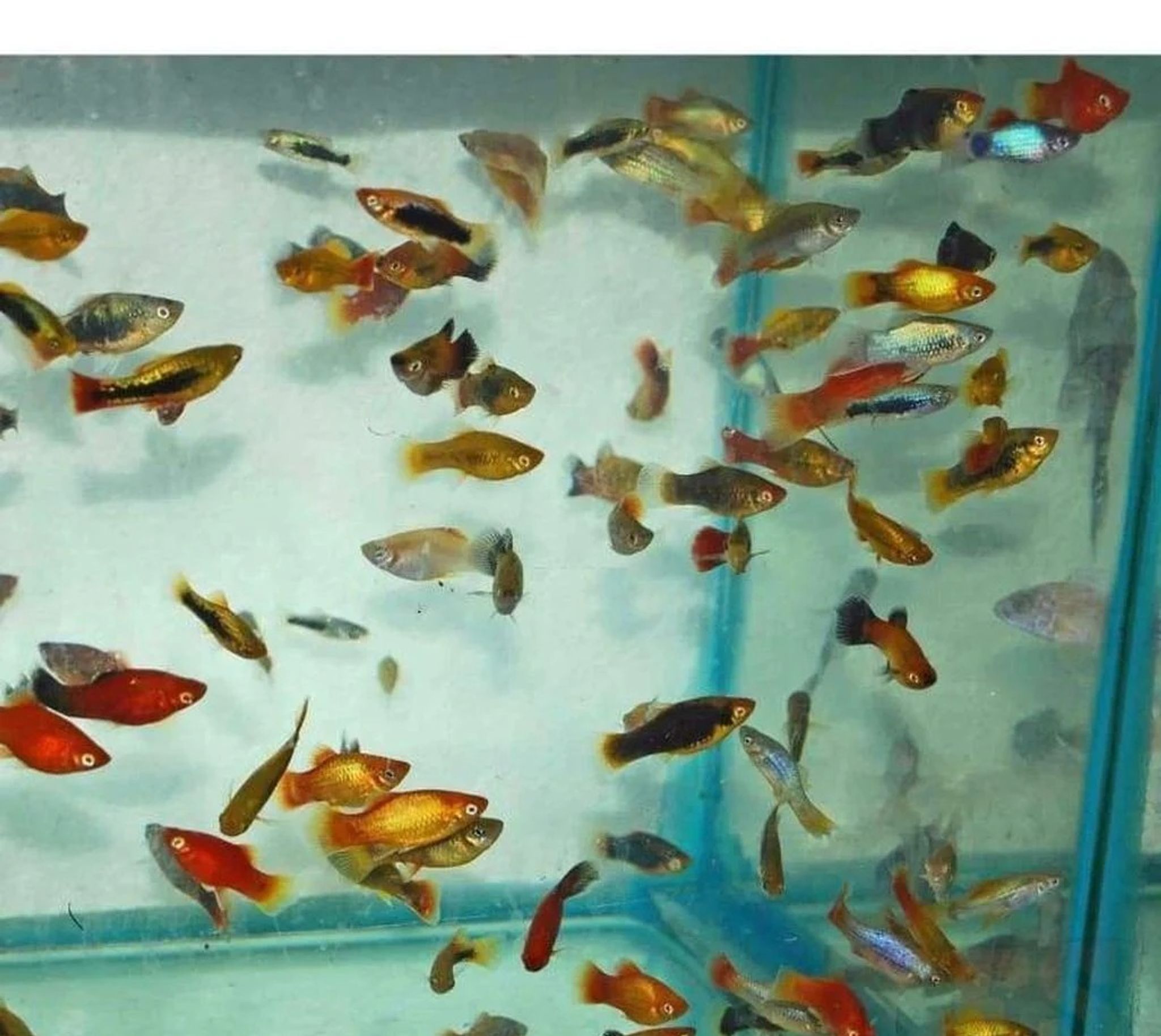 Feeder Platy