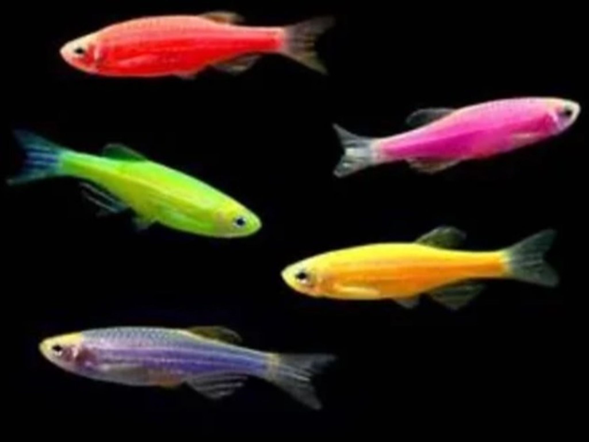 Colored Zebra Danio
