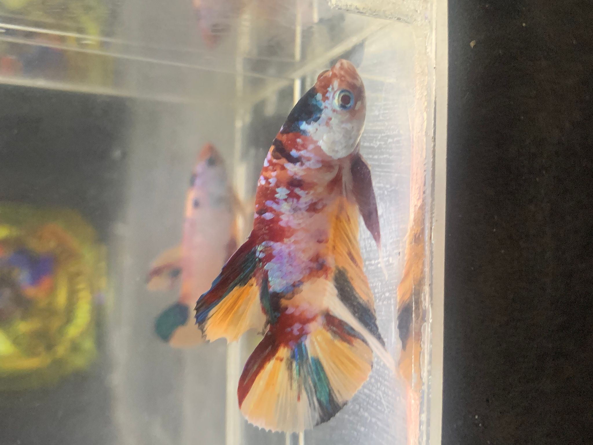 Multicolour