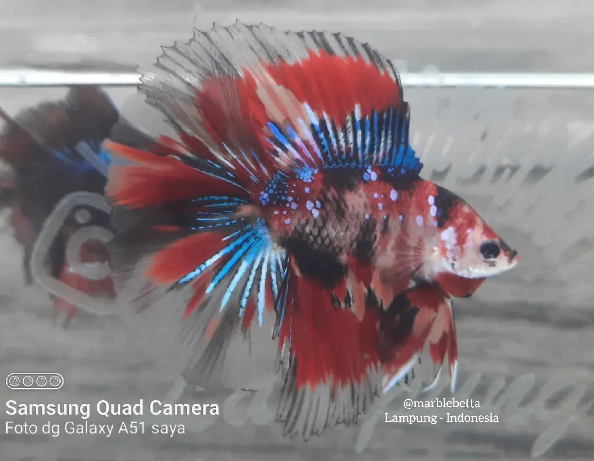 HMDT koi galaxy