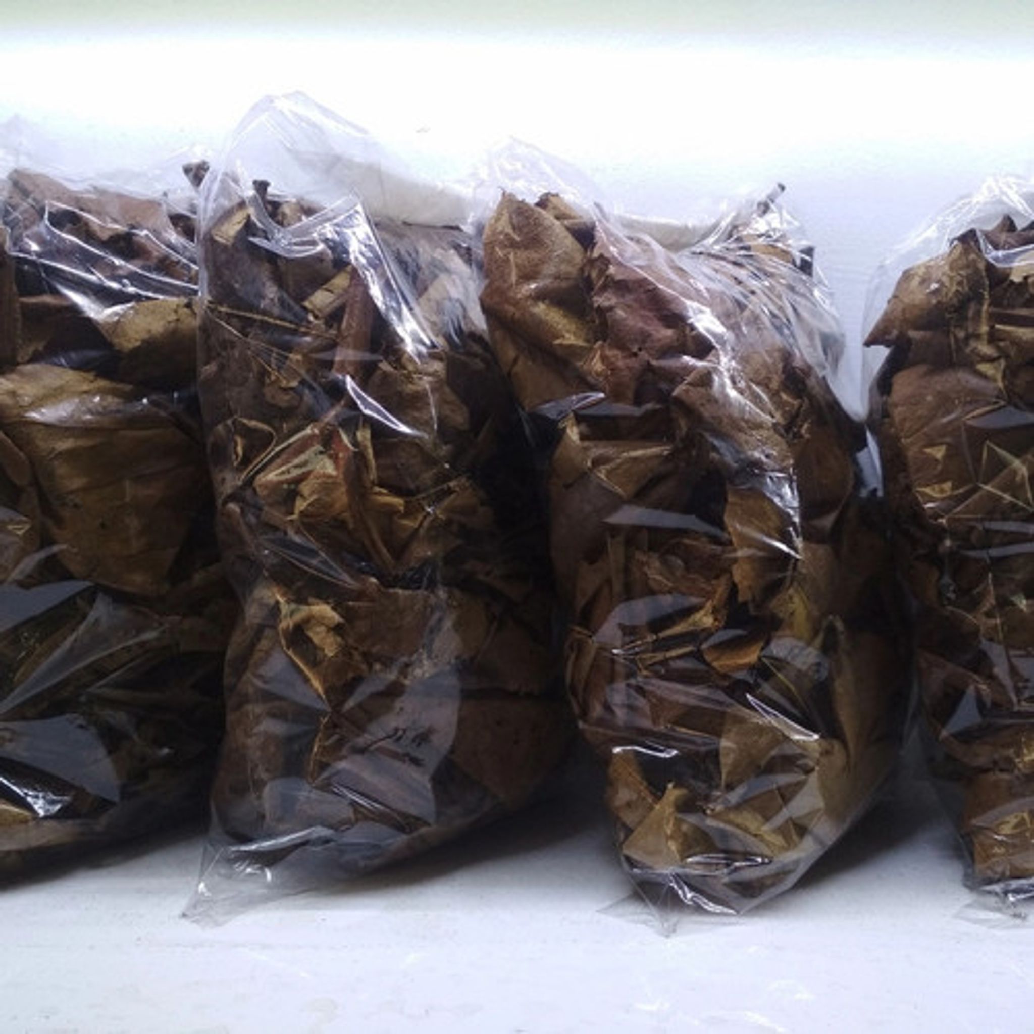 Ketapang Leaves