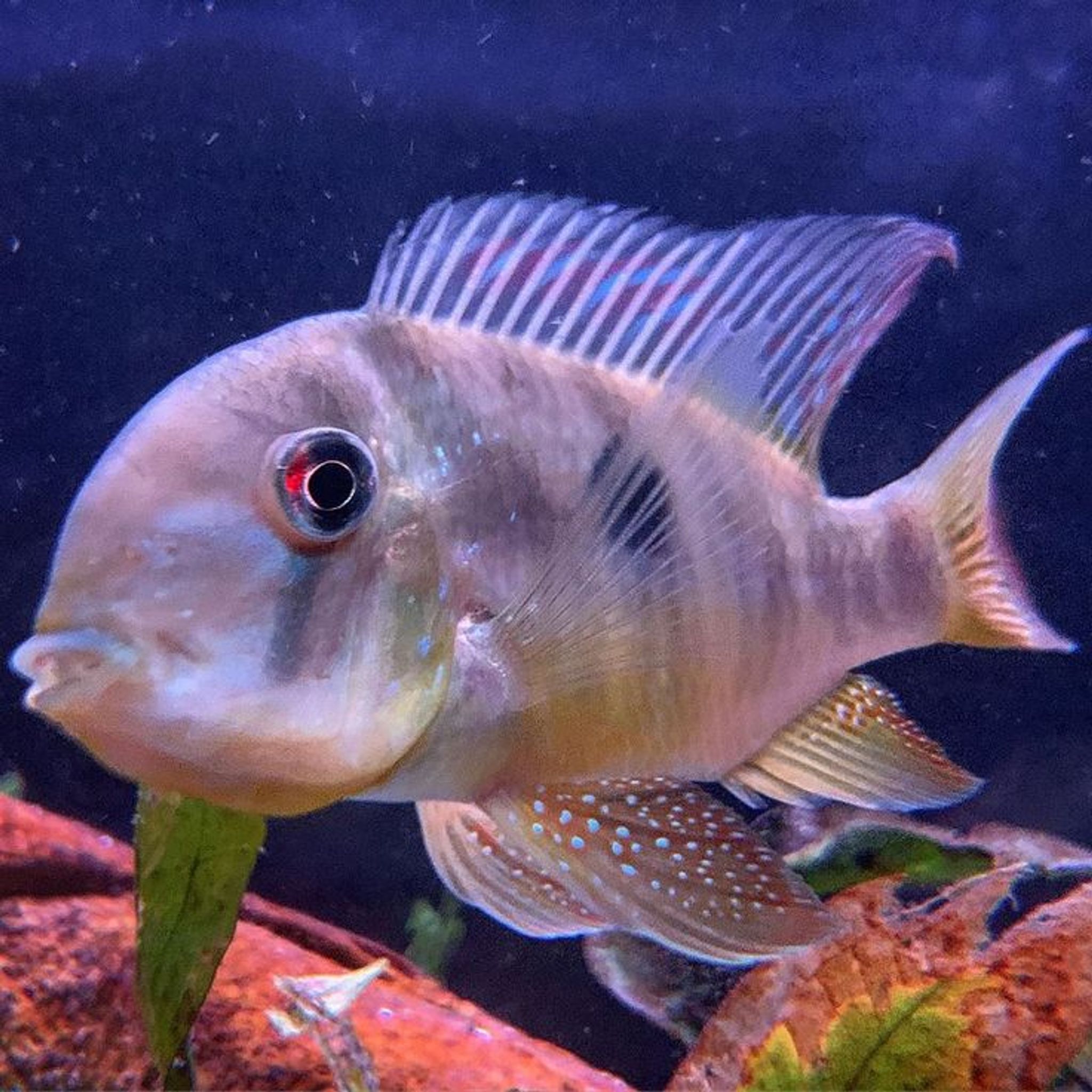 Balzani